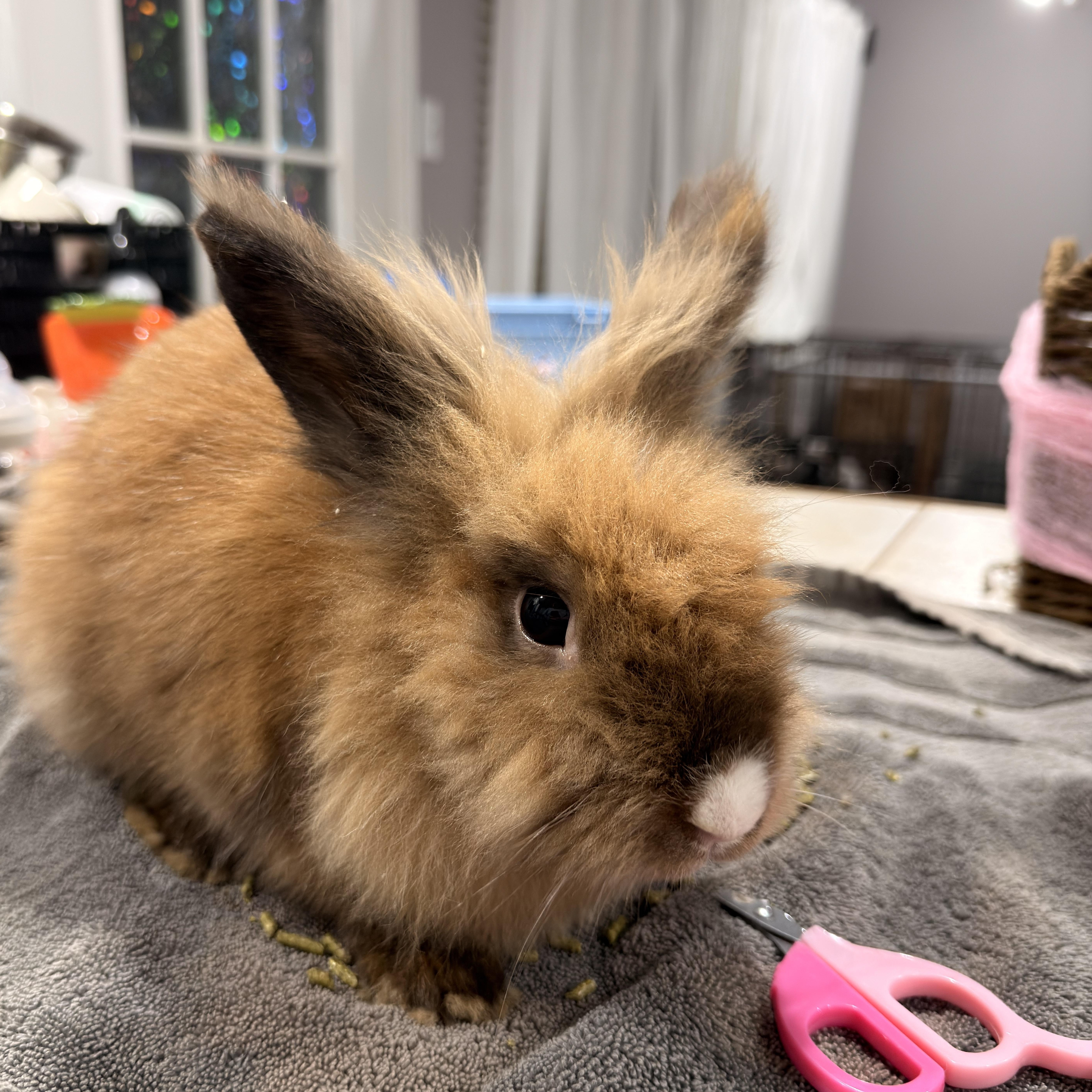 Enlarge Jubilee, a ADOPTABLE Lionhead in North Little Rock, AR image 1/2