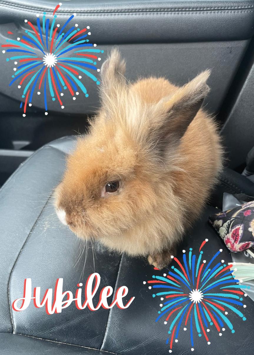 Enlarge Jubilee, a ADOPTABLE Lionhead in North Little Rock, AR image 2/2
