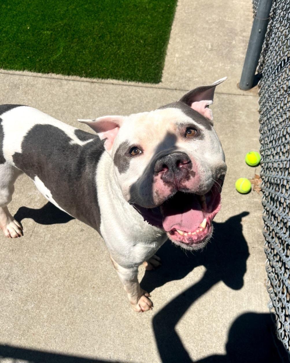84 Moo, ADOPTABLE, Adult Male Pit Bull Terrier & American Bulldog.