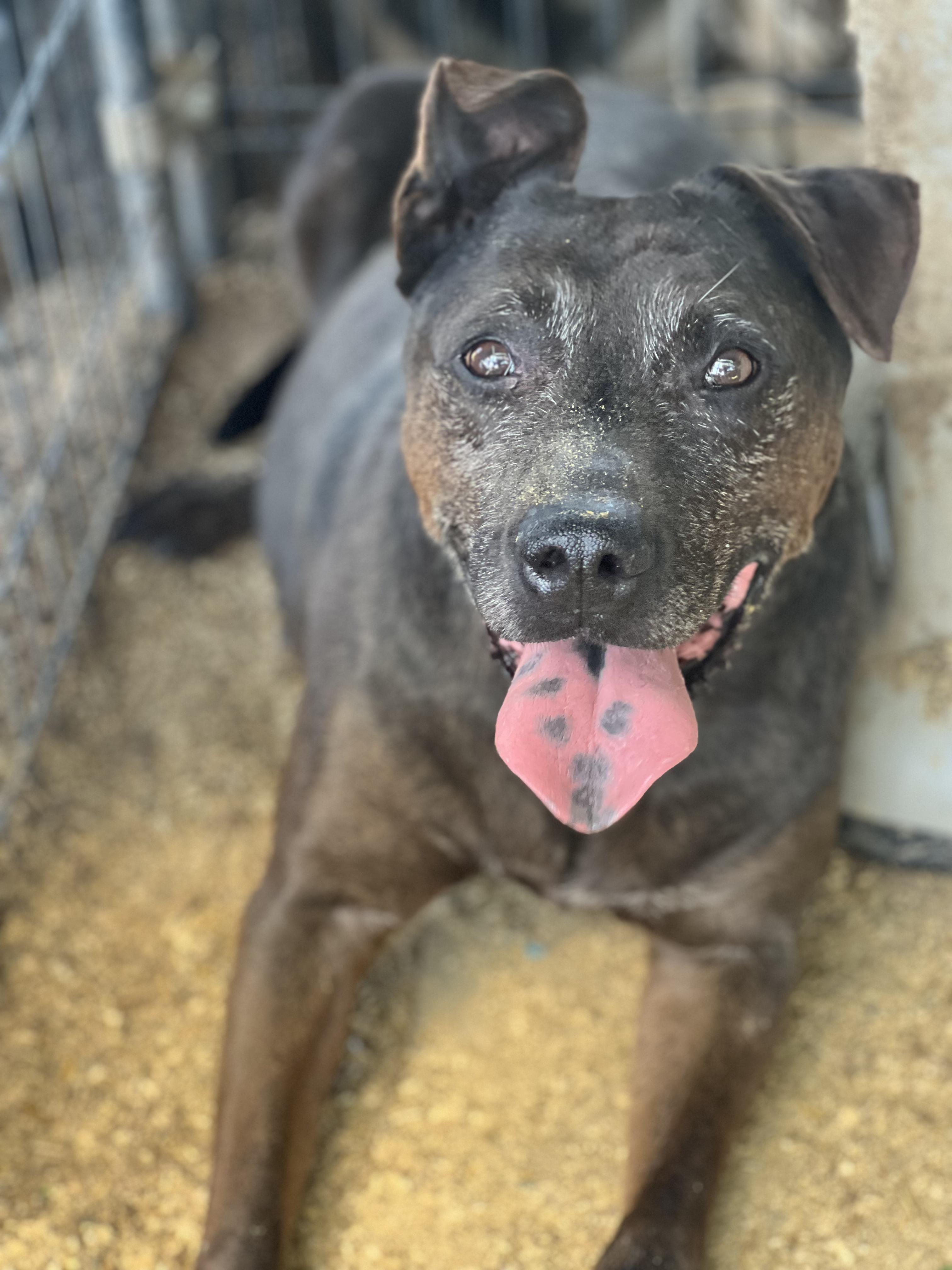 Hercules, an adoptable Mixed Breed in Canyon, TX, 79015 | Photo Image 1