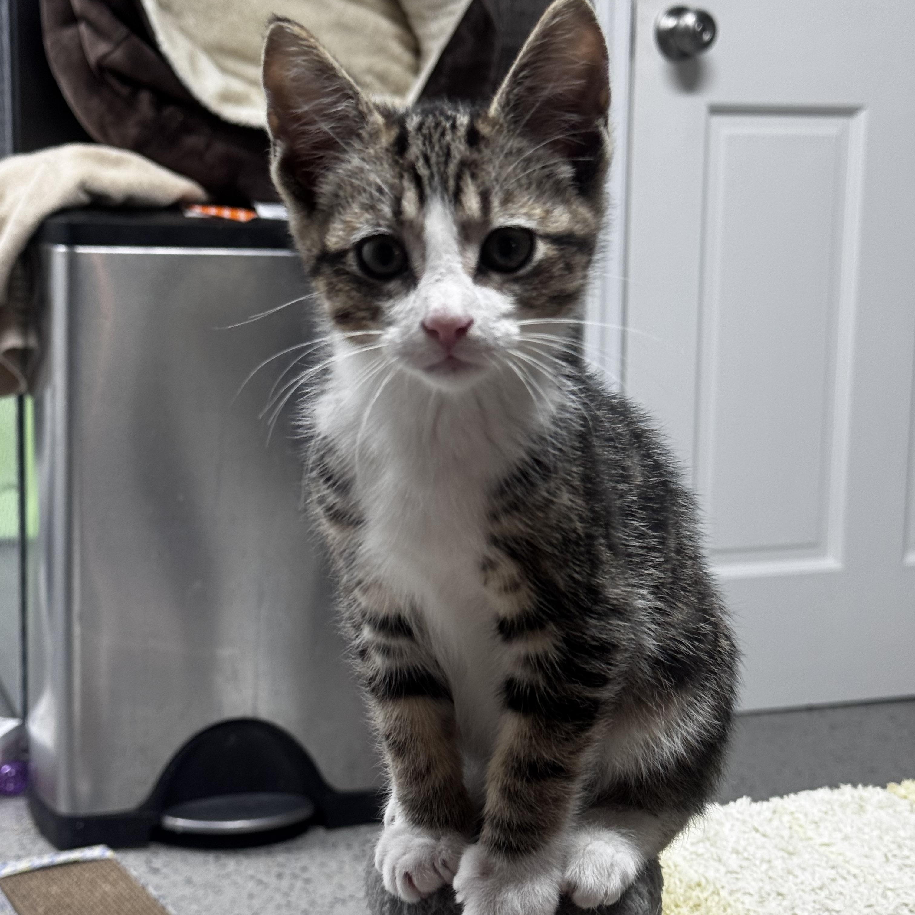 Mack, ADOPTABLE, Kitten Male Domestic Short Hair.