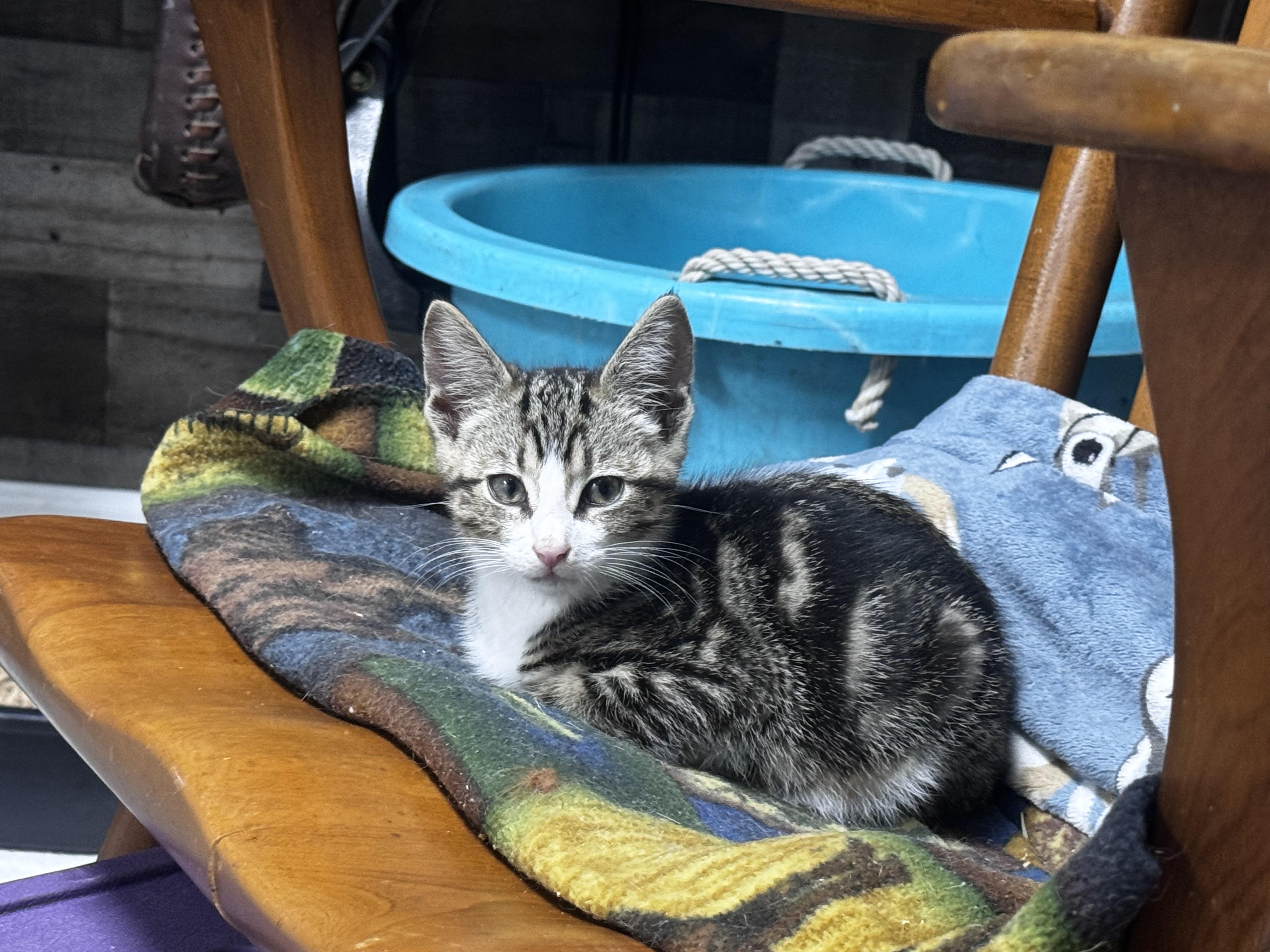 Mack, a ADOPTABLE Domestic Short Hair in Pottsville, PA image 3/4