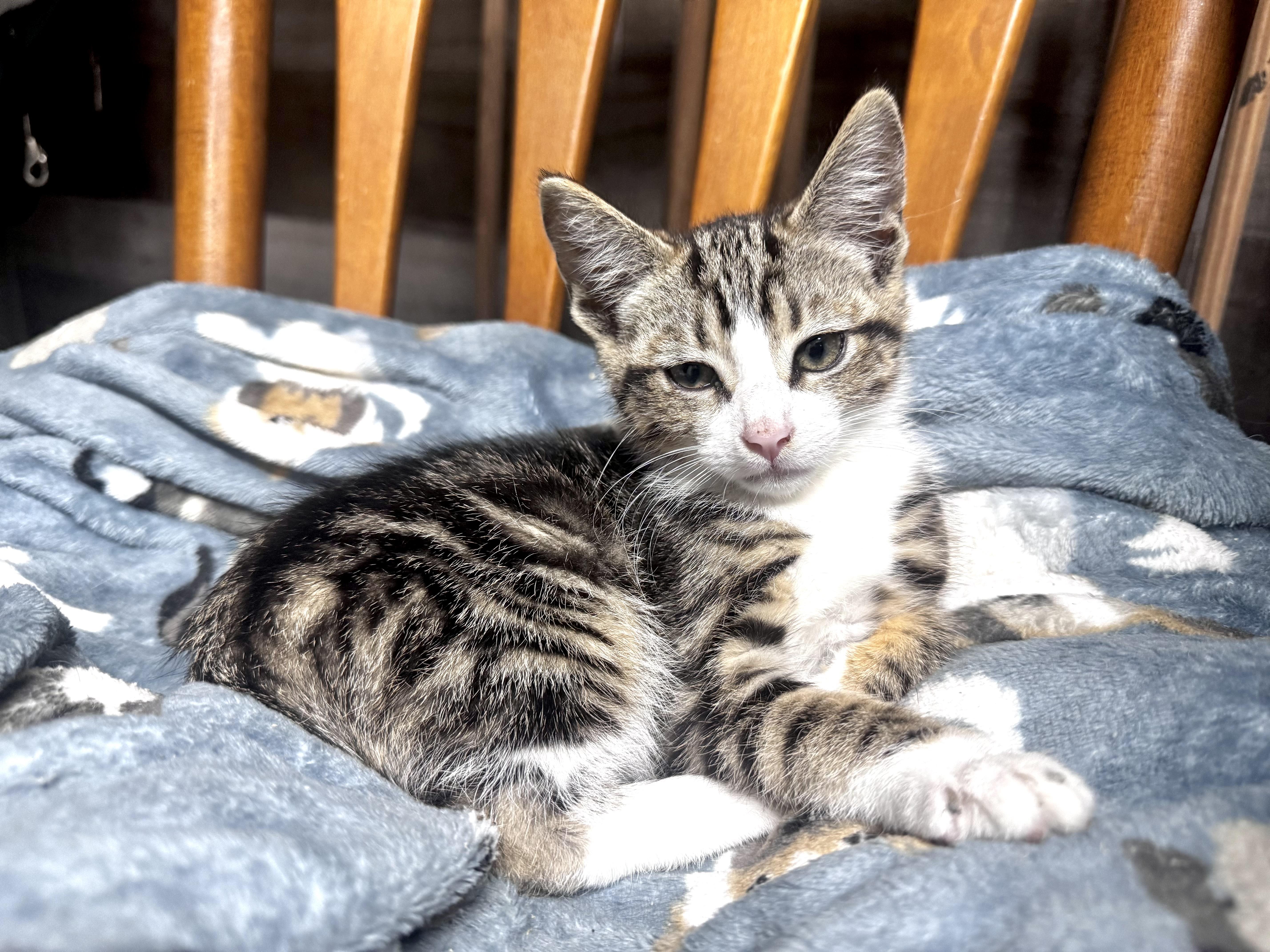 Mack, a ADOPTABLE Domestic Short Hair in Pottsville, PA image 2/4