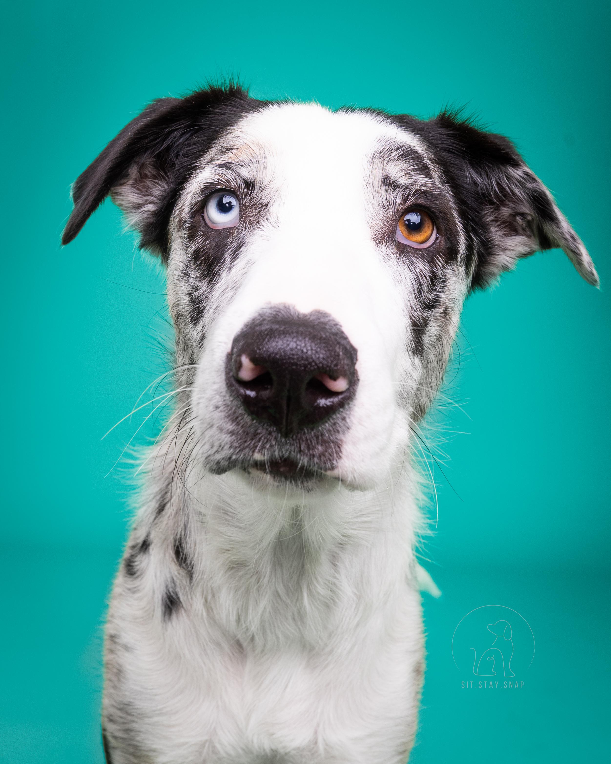 Emma, an adoptable mixed breed in Fort Collins, CO image 3/6