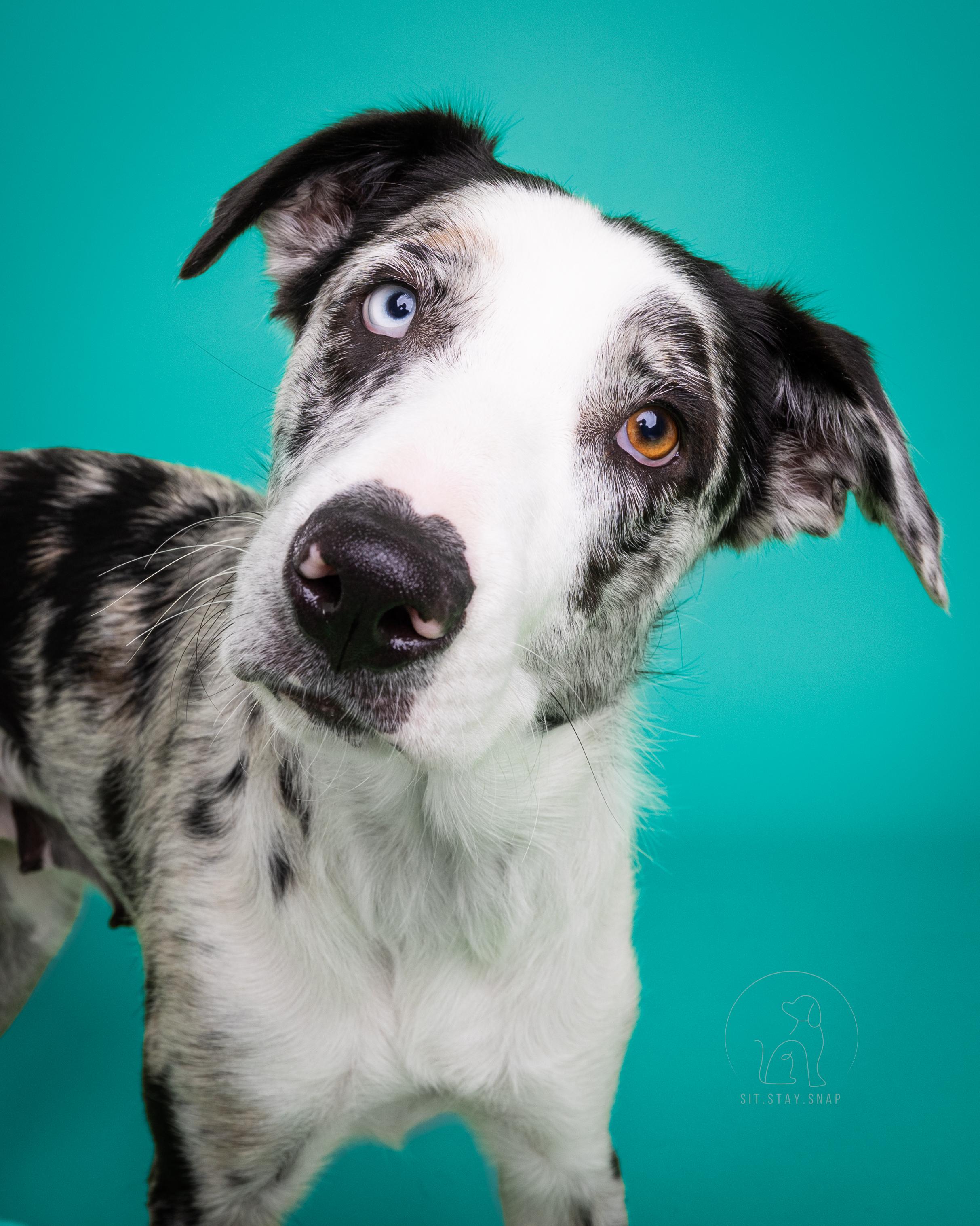 Emma, an adoptable mixed breed in Fort Collins, CO image 1/6