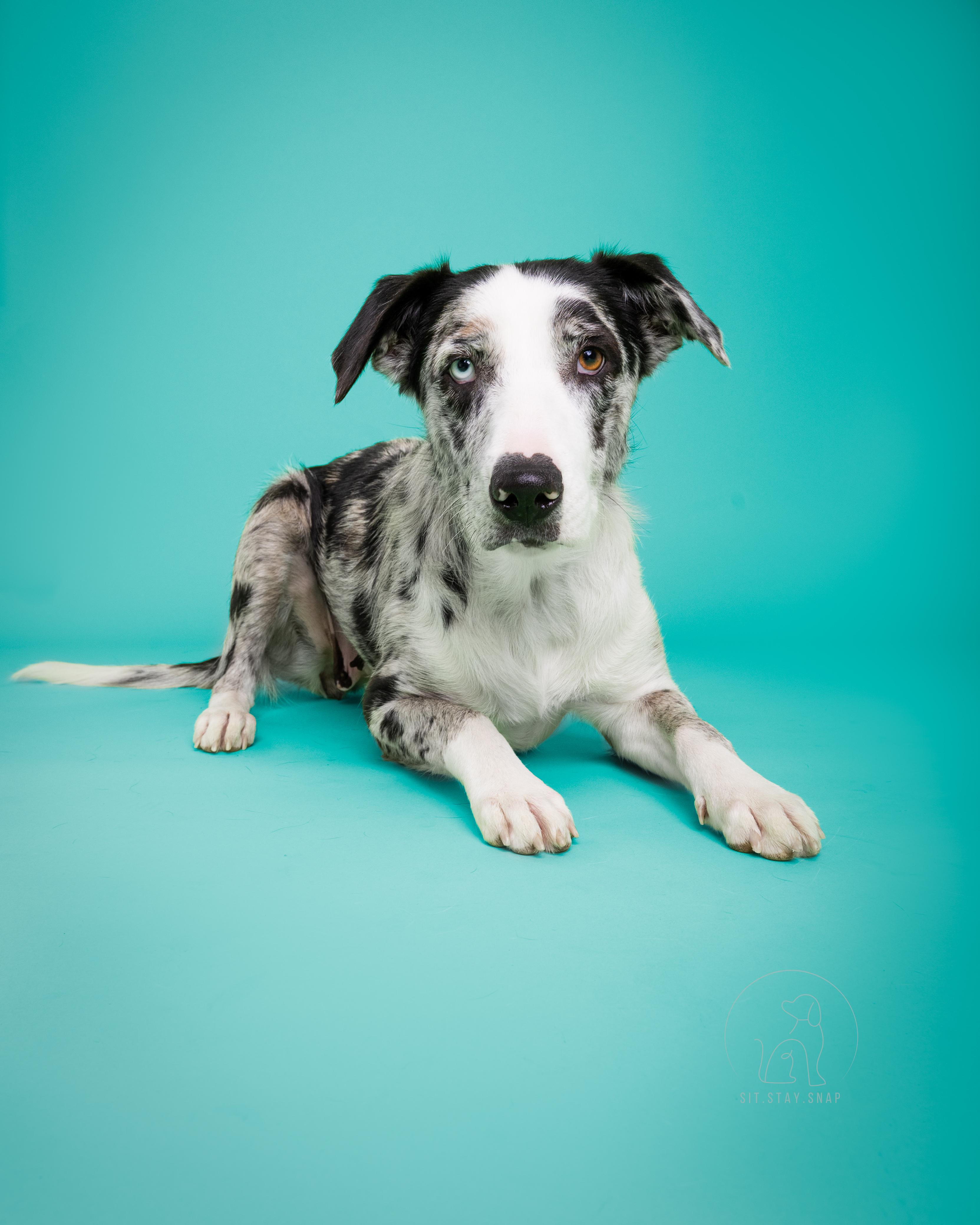 Emma, an adoptable mixed breed in Fort Collins, CO image 4/6