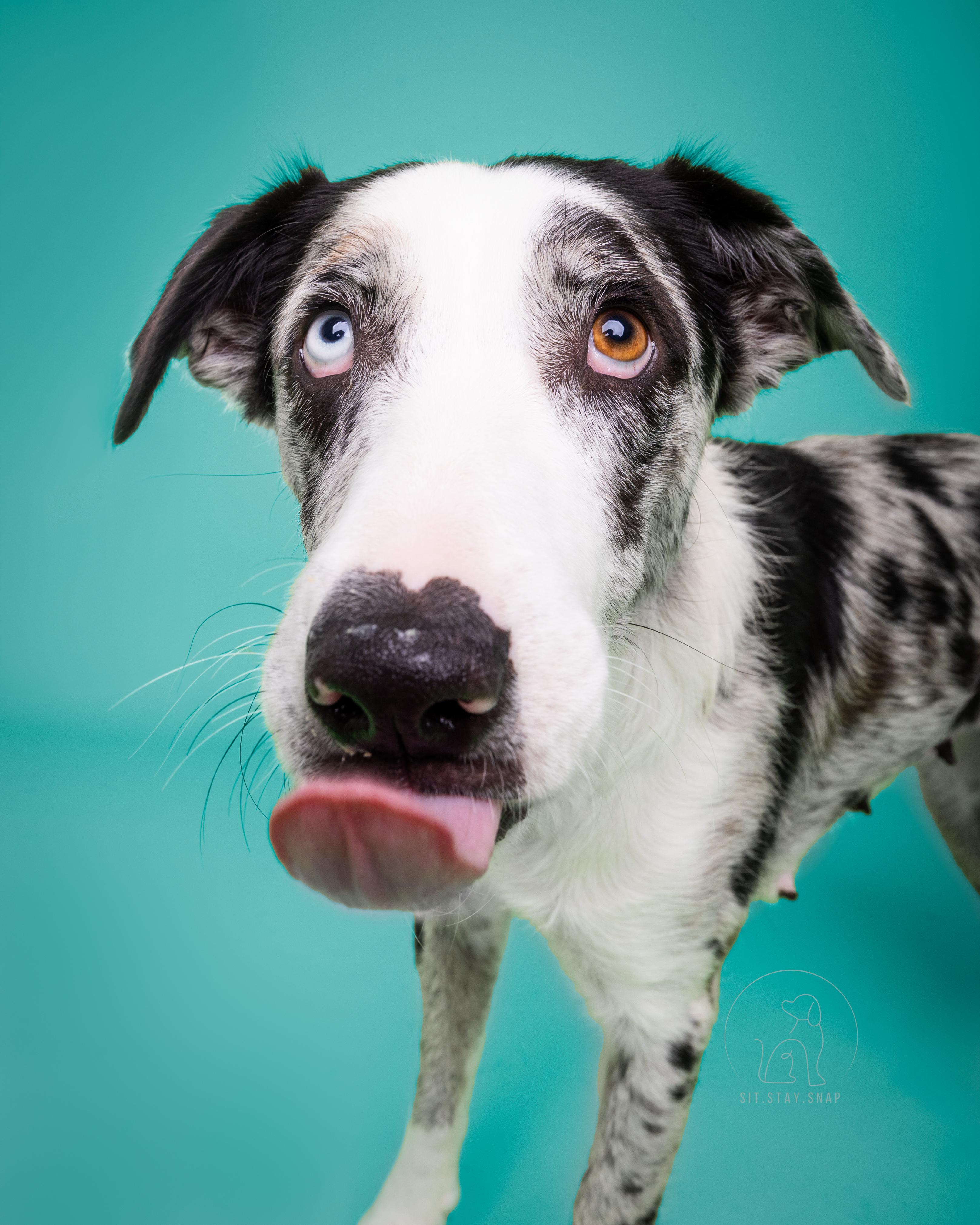 Emma, an adoptable mixed breed in Fort Collins, CO image 5/6