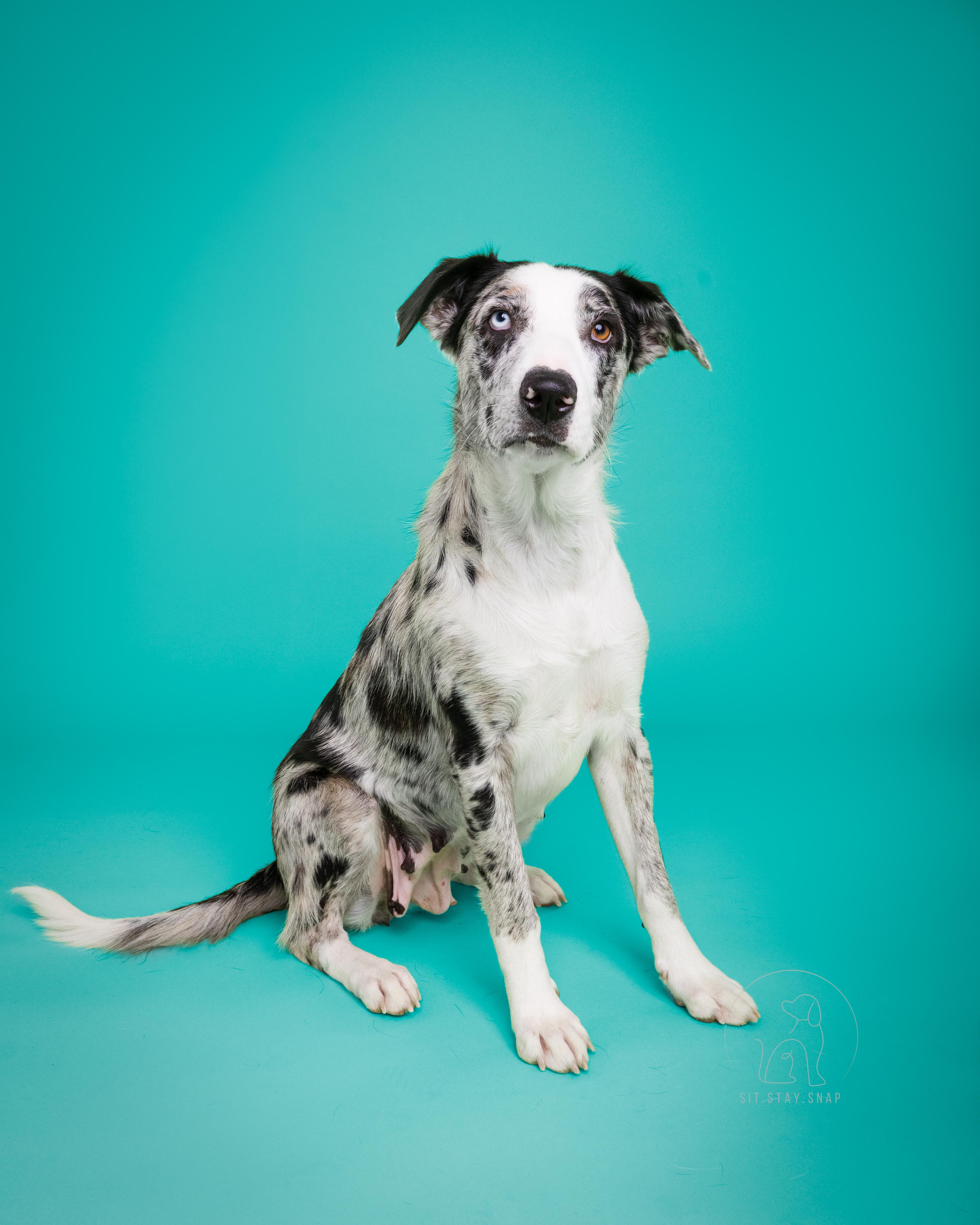 Emma, an adoptable mixed breed in Fort Collins, CO image 2/6