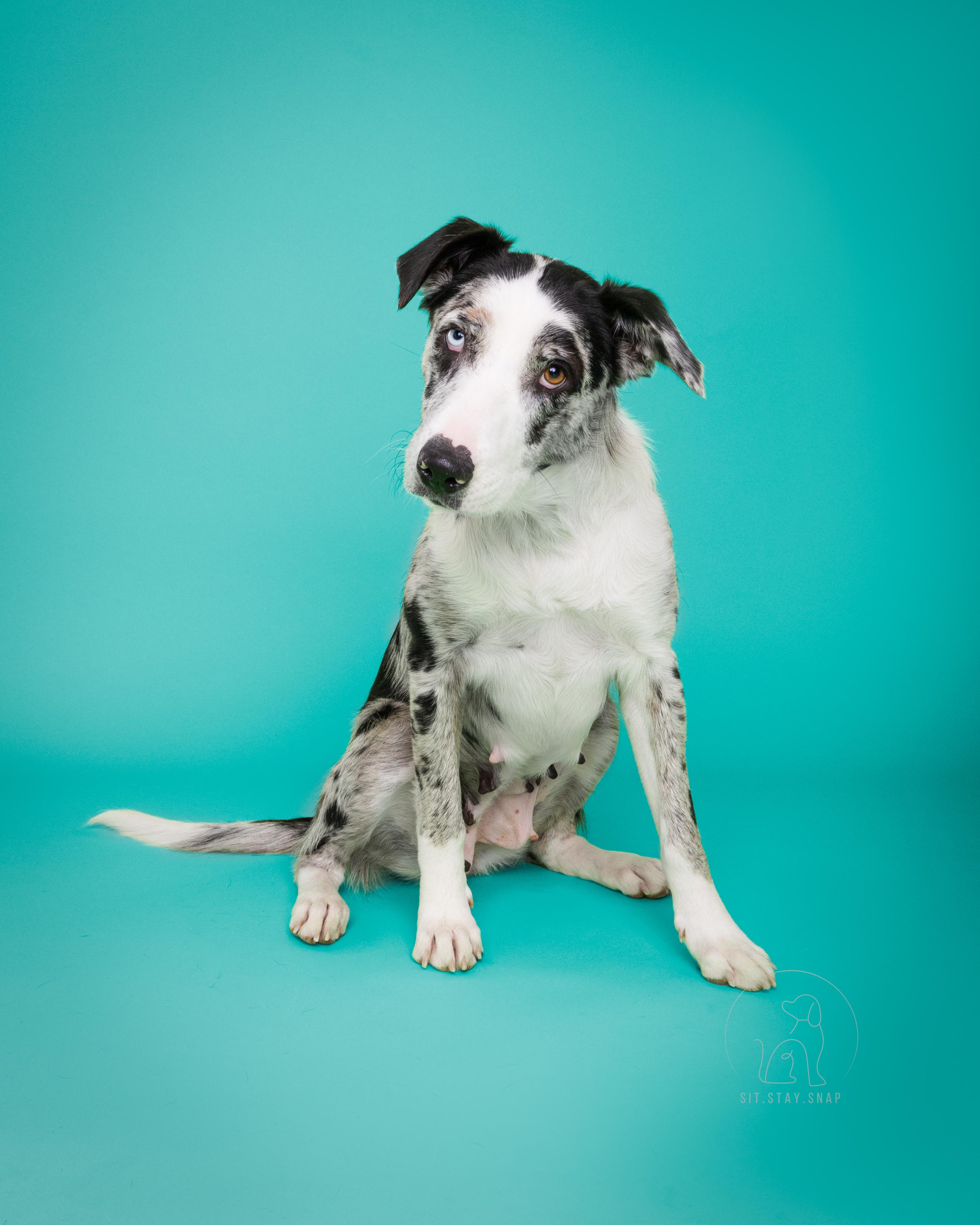 Emma, an adoptable mixed breed in Fort Collins, CO image 6/6