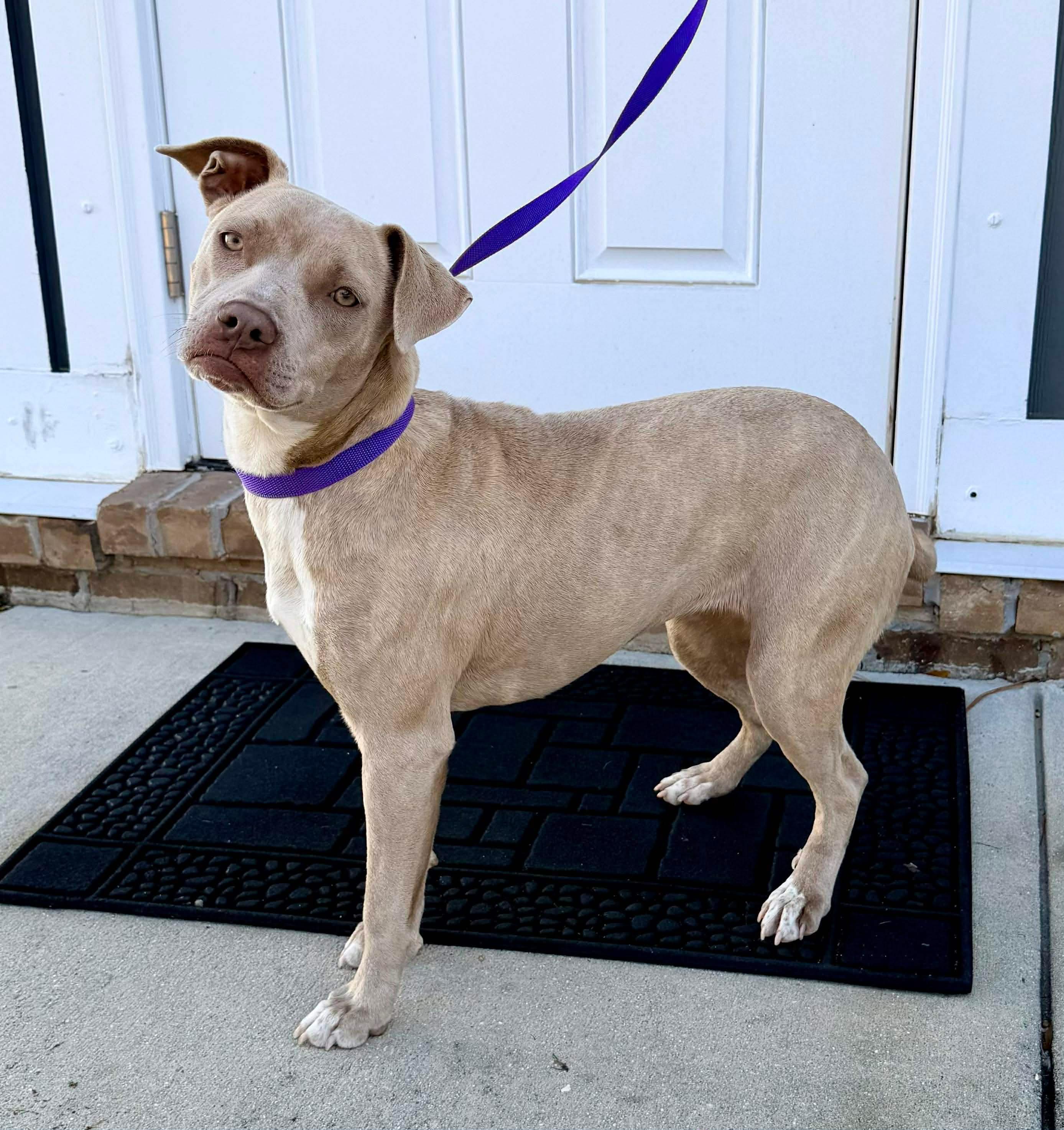 Enlarge Robin, a Adoptable mixed breed in Hartford, CT image 5/5