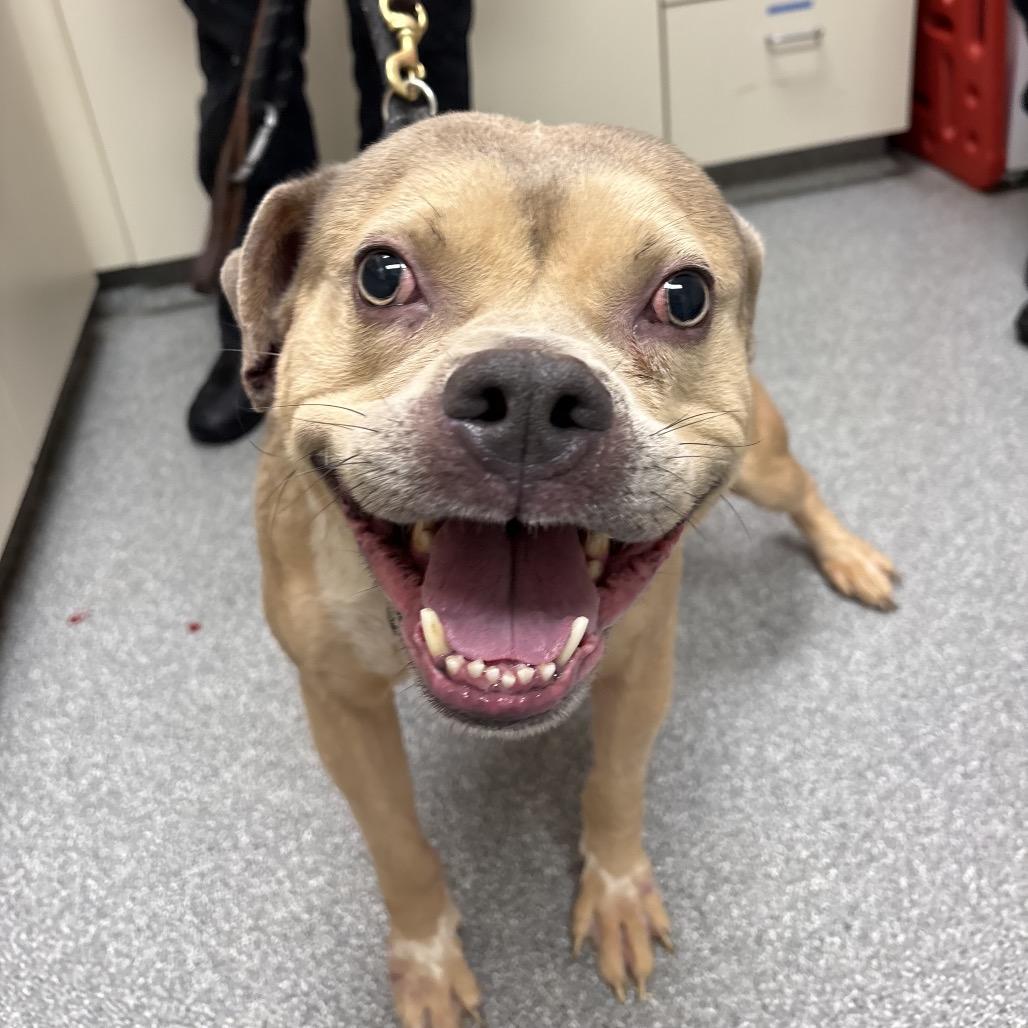 Goofy, Adoptable, Adult Male Pit Bull Terrier.