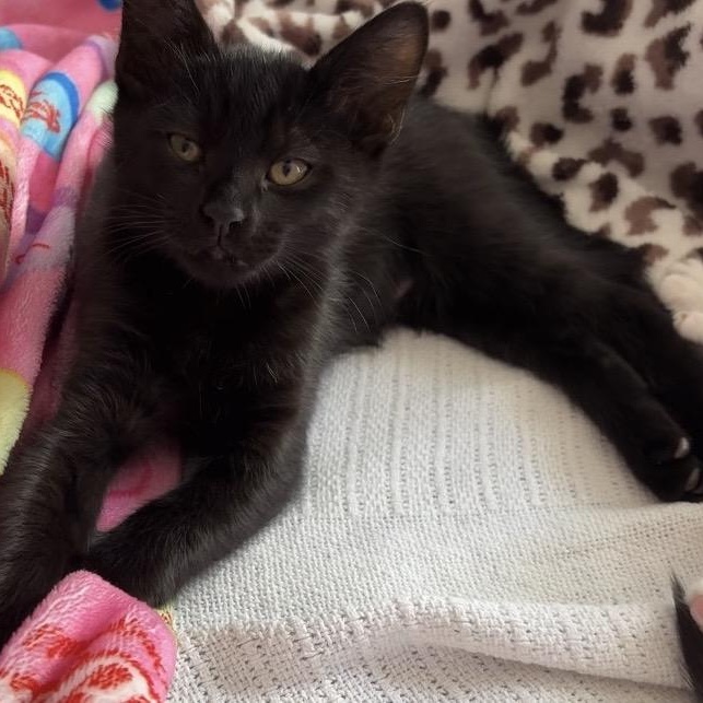 Cairo, an adopted mixed breed in Hyattsville, MD image 6/6
