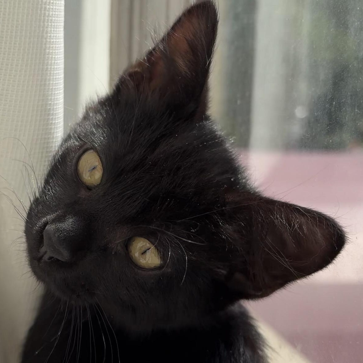 Cairo, an adopted mixed breed in Hyattsville, MD image 1/6