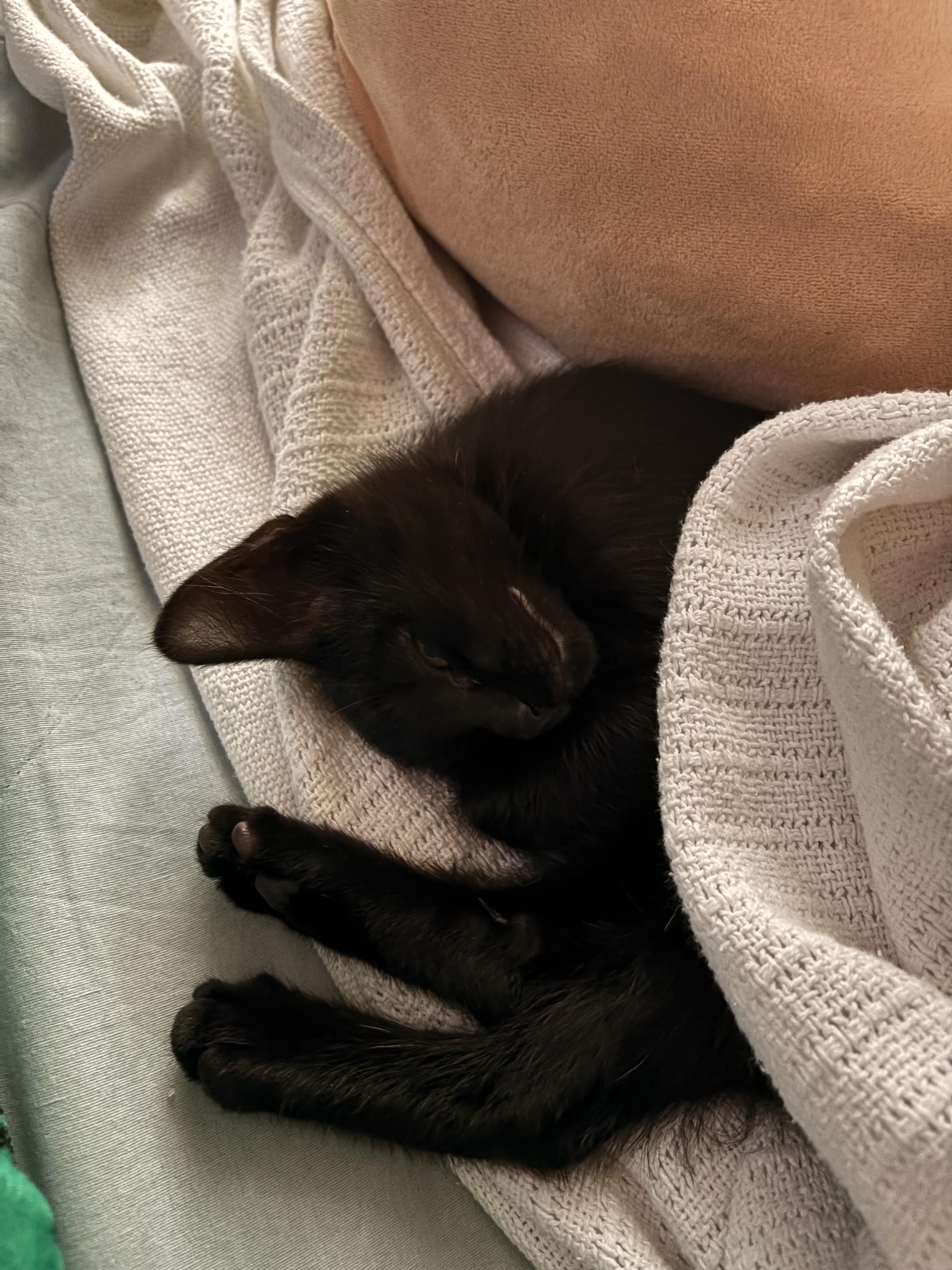 Cairo, an adopted mixed breed in Hyattsville, MD image 5/6