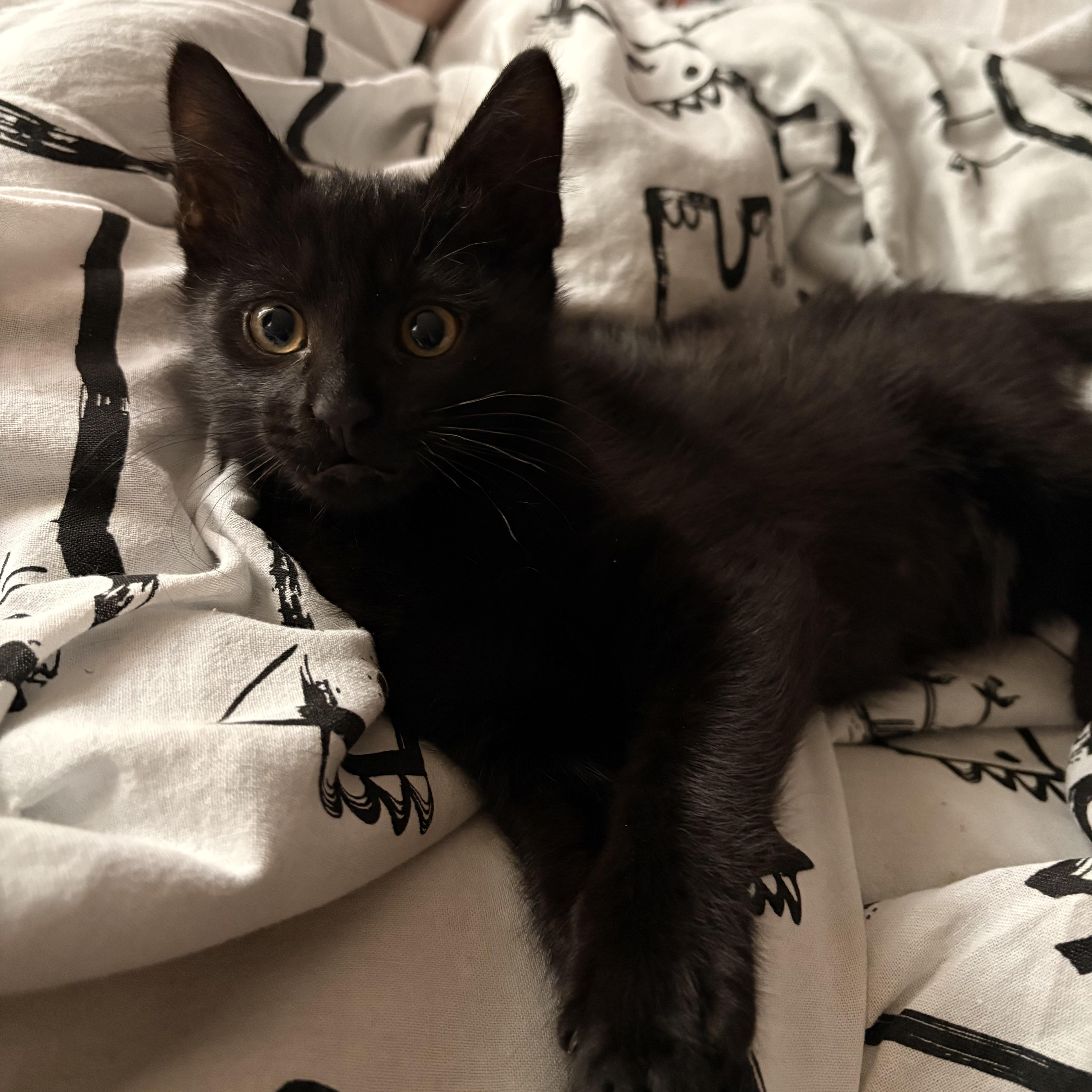 Cairo, an adopted mixed breed in Hyattsville, MD image 3/6