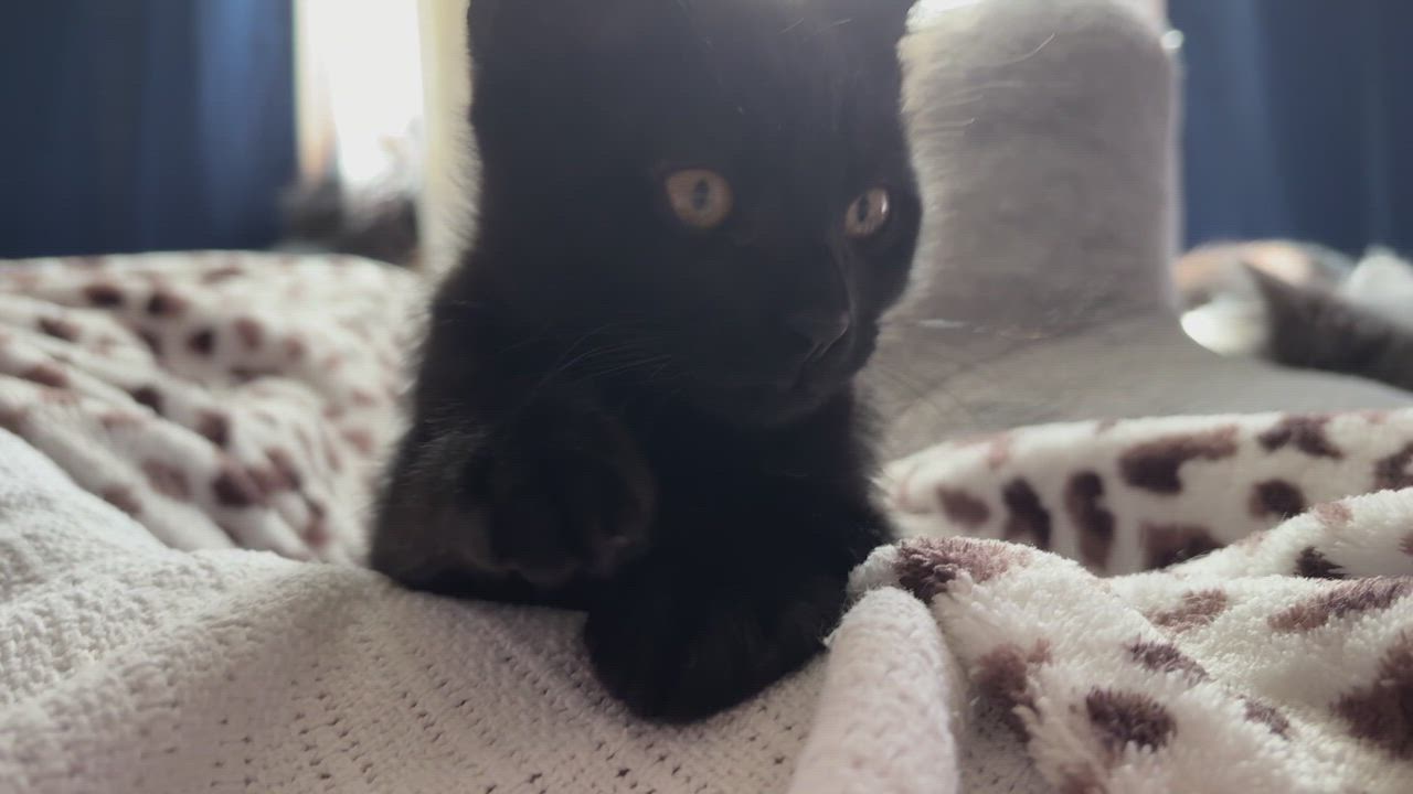 Enlarge Cairo, an adopted mixed breed in Hyattsville, MD video 2/6
