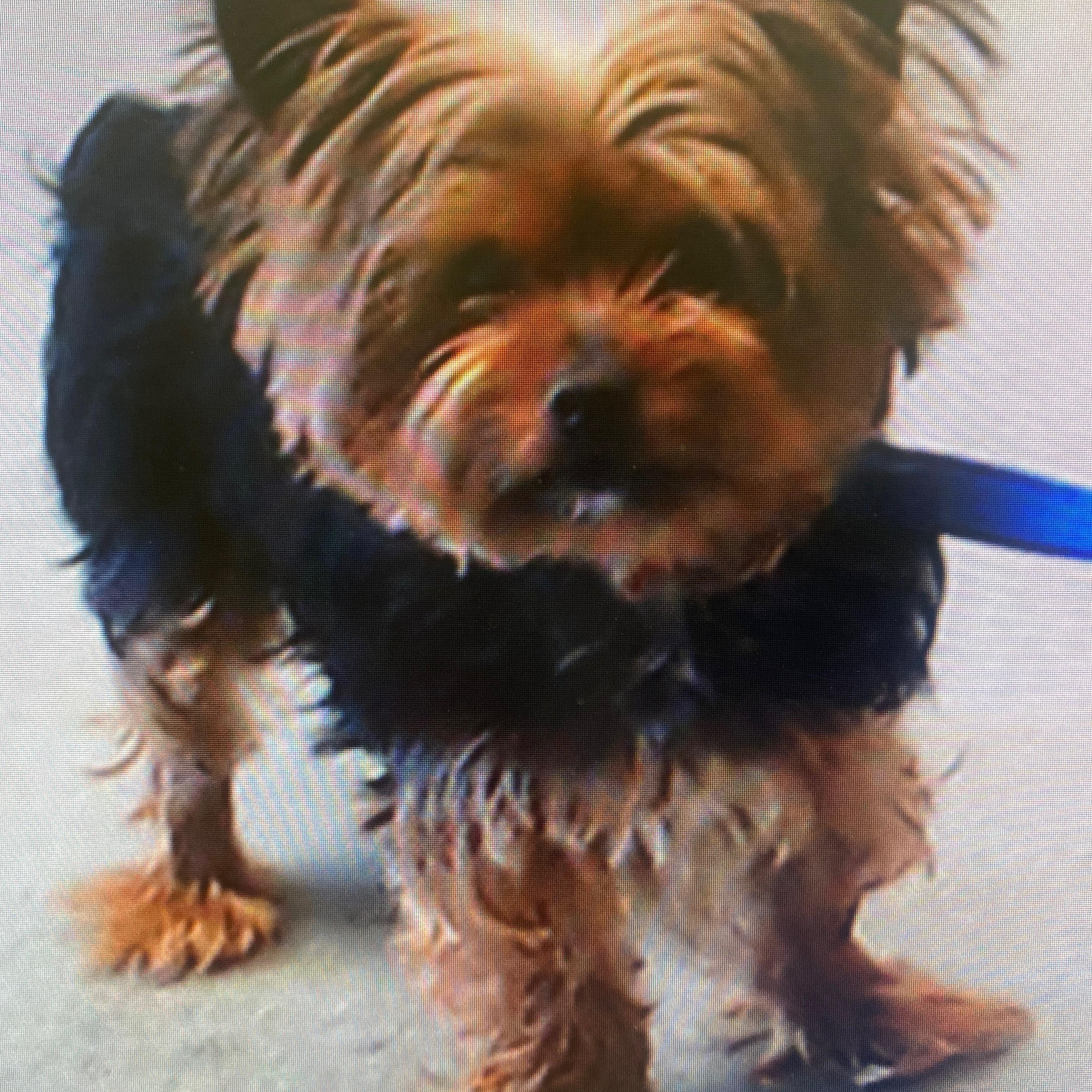 Lulu, ADOPTABLE, Adult Female Yorkshire Terrier.