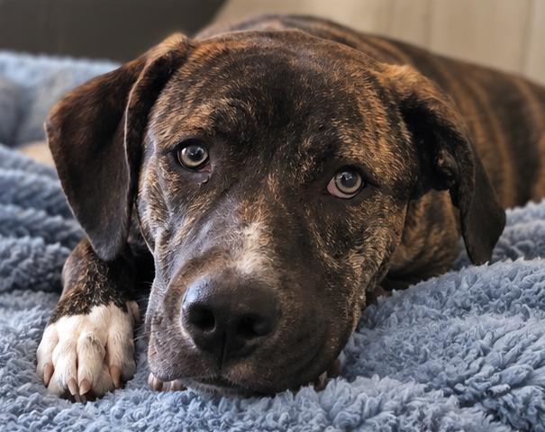 Enlarge VALENTINO, a Adoptable mixed breed in Chandler, AZ image 1/3