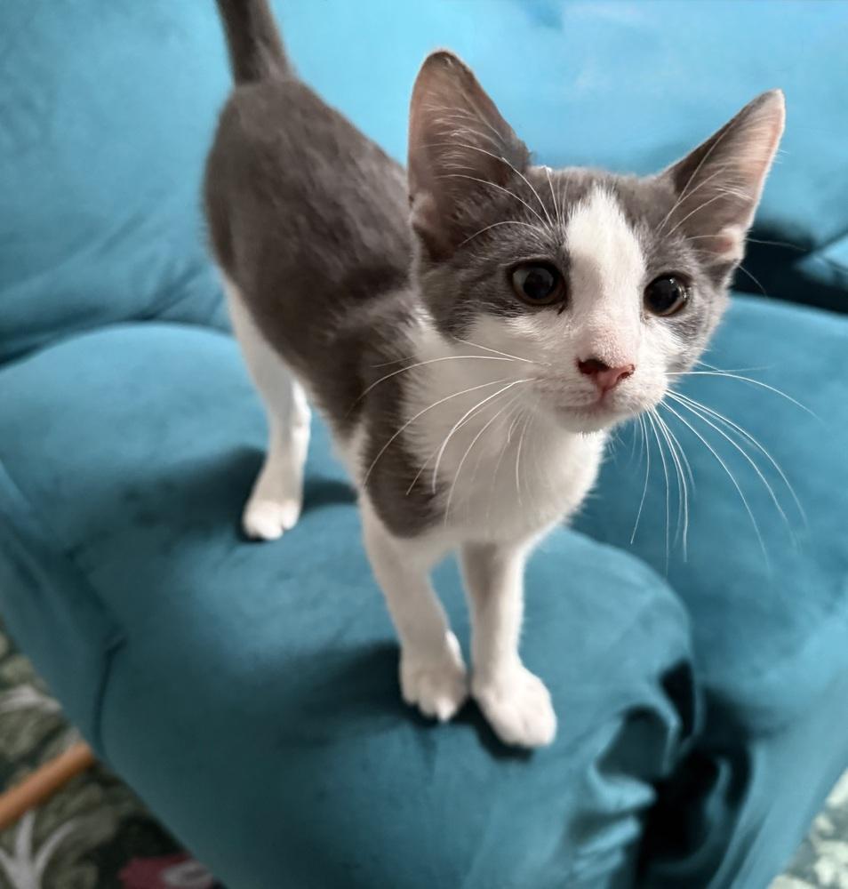 TippyToe, Adoptable, Kitten Female Domestic Short Hair.