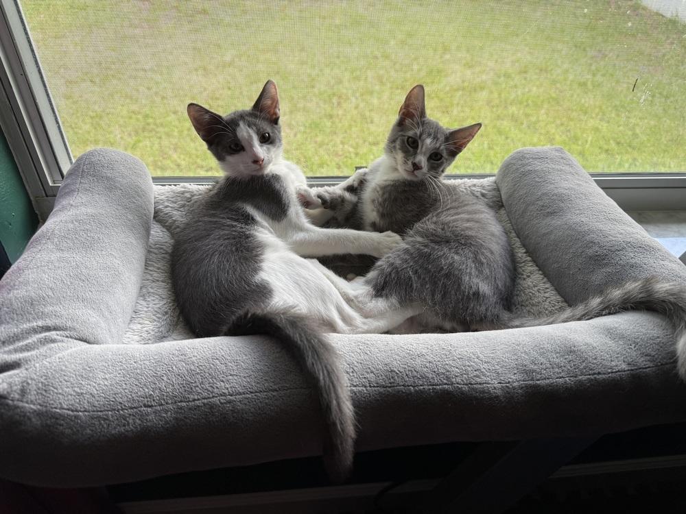 Enlarge TippyToe, a Adoptable Domestic Short Hair in DELTONA, FL image 2/6