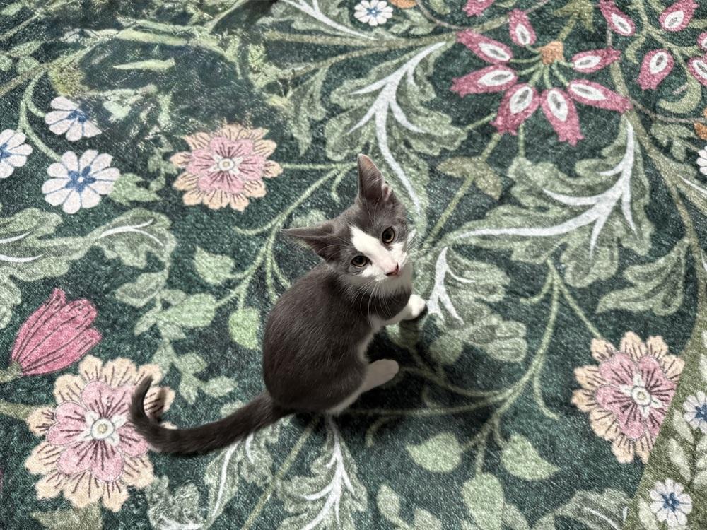 Enlarge TippyToe, a Adoptable Domestic Short Hair in DELTONA, FL image 3/6
