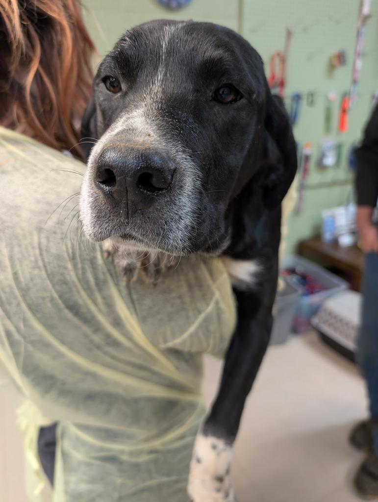 Misu, Adoptable, Puppy Male German Shorthaired Pointer & Australian Cattle Dog / Blue Heeler.