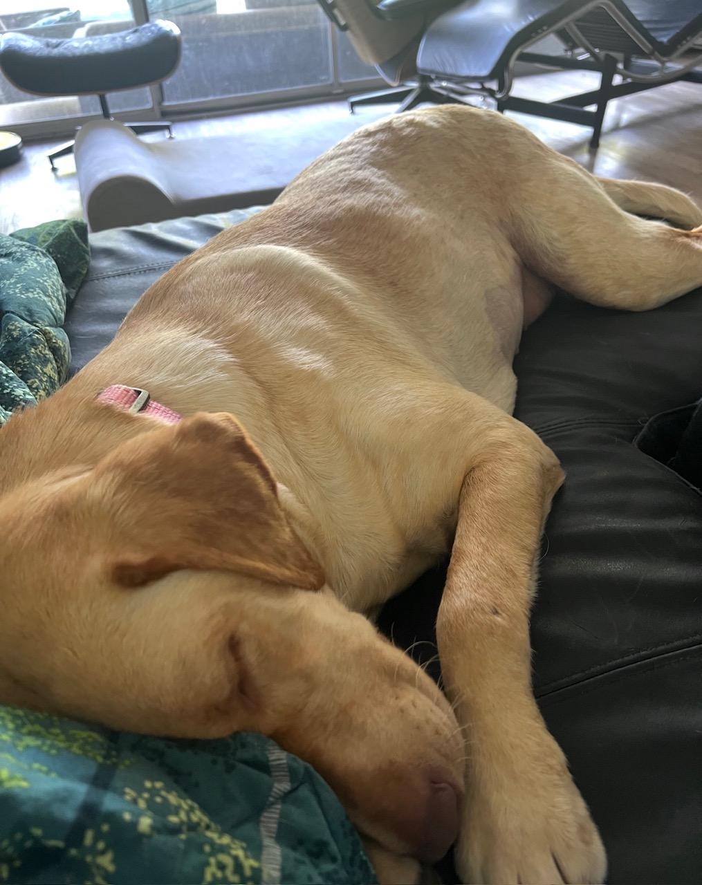 Honey, a ADOPTABLE Labrador Retriever in Sacramento, CA image 5/6