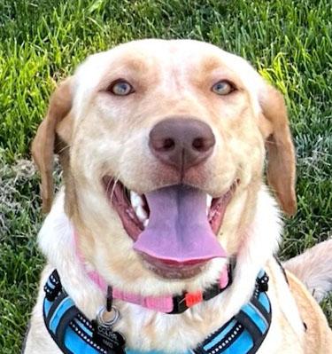 Honey, a ADOPTABLE Labrador Retriever in Sacramento, CA image 1/6
