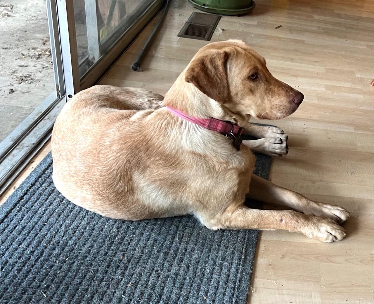 Honey, a ADOPTABLE Labrador Retriever in Sacramento, CA image 2/6