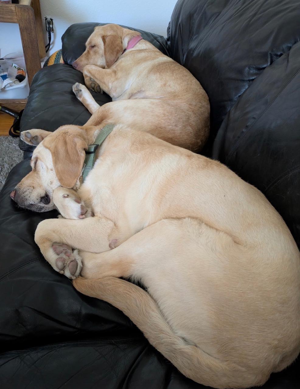 Honey, a ADOPTABLE Labrador Retriever in Sacramento, CA image 4/6