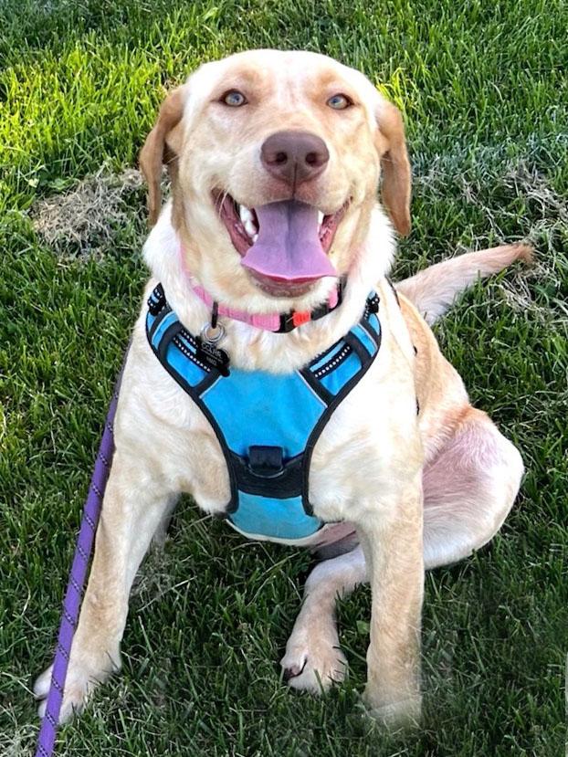 Honey, a ADOPTABLE Labrador Retriever in Sacramento, CA image 3/6