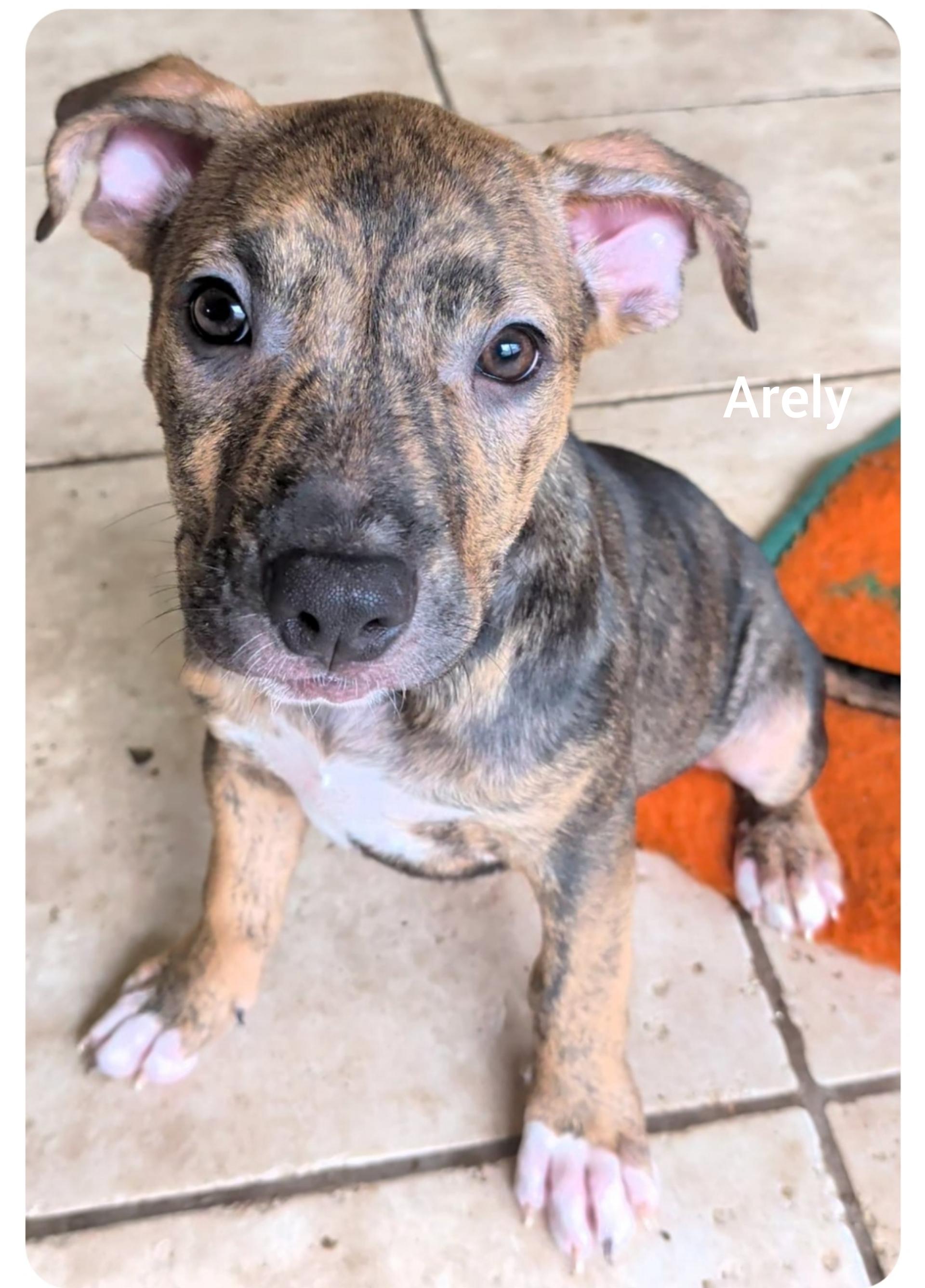 Arely ( Orlando Fl), Adoptable, Puppy Female Boxer.