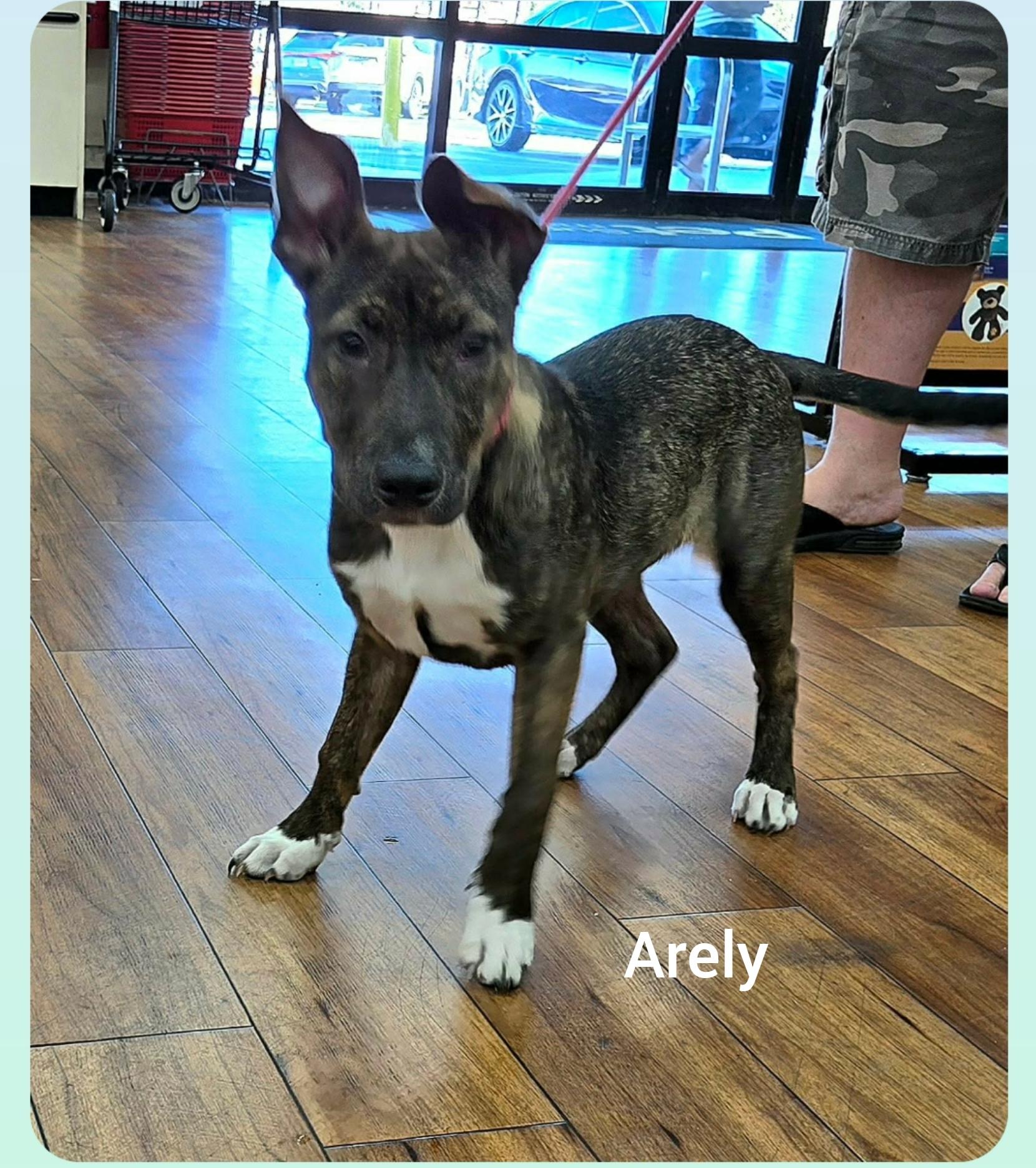 Enlarge Arely ( Orlando Fl), an adopted mixed breed in Orlando, FL image 3/3