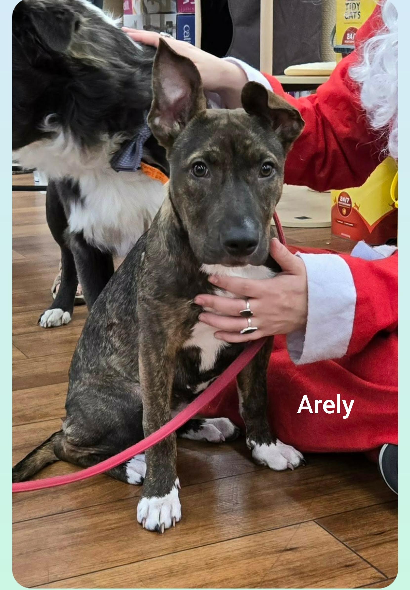 Arely ( Orlando Fl), Adoptable, Puppy Female Boxer.