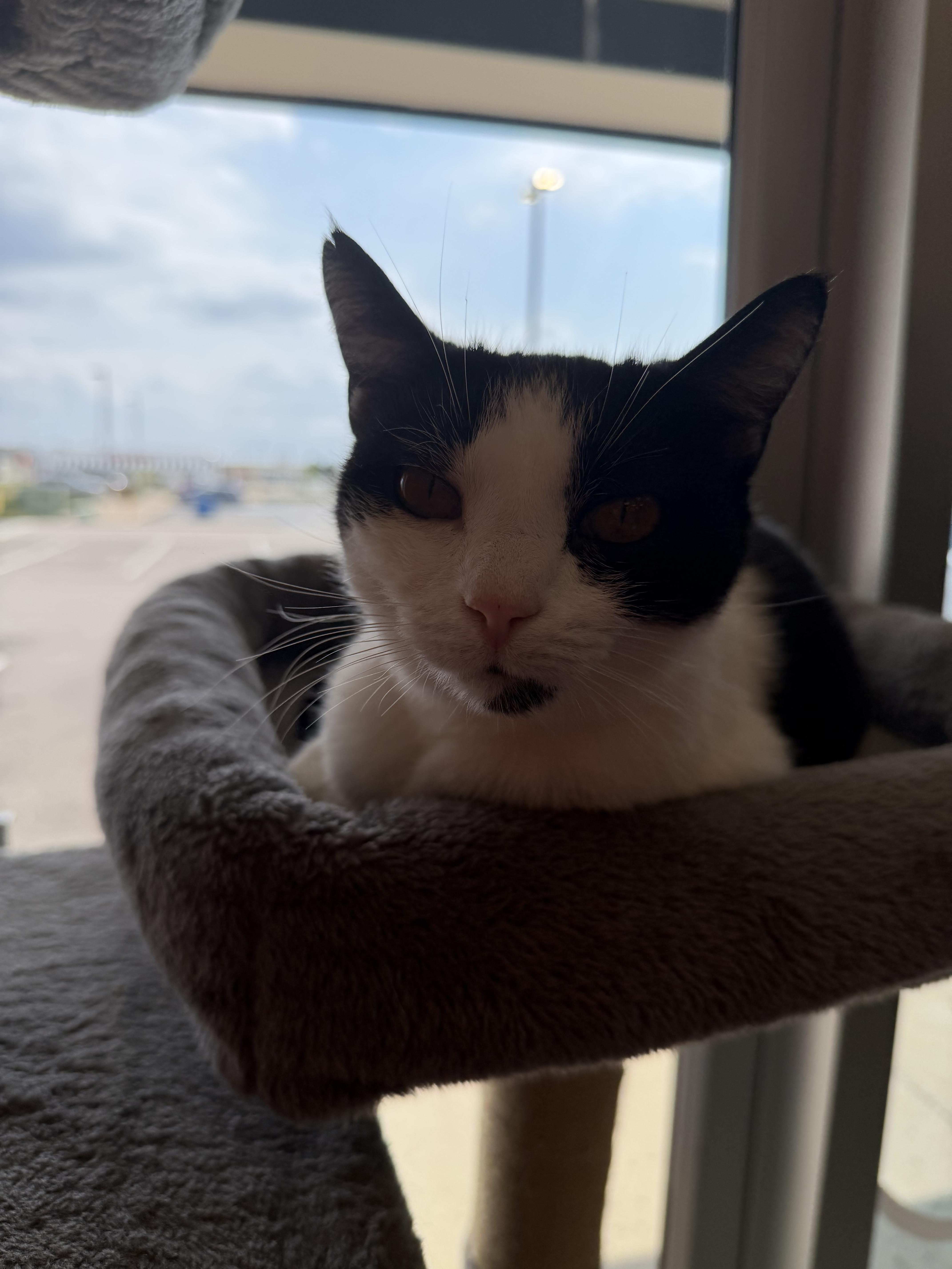 Enlarge Crockpot, a ADOPTABLE Domestic Short Hair in Muncie, IN image 2/5