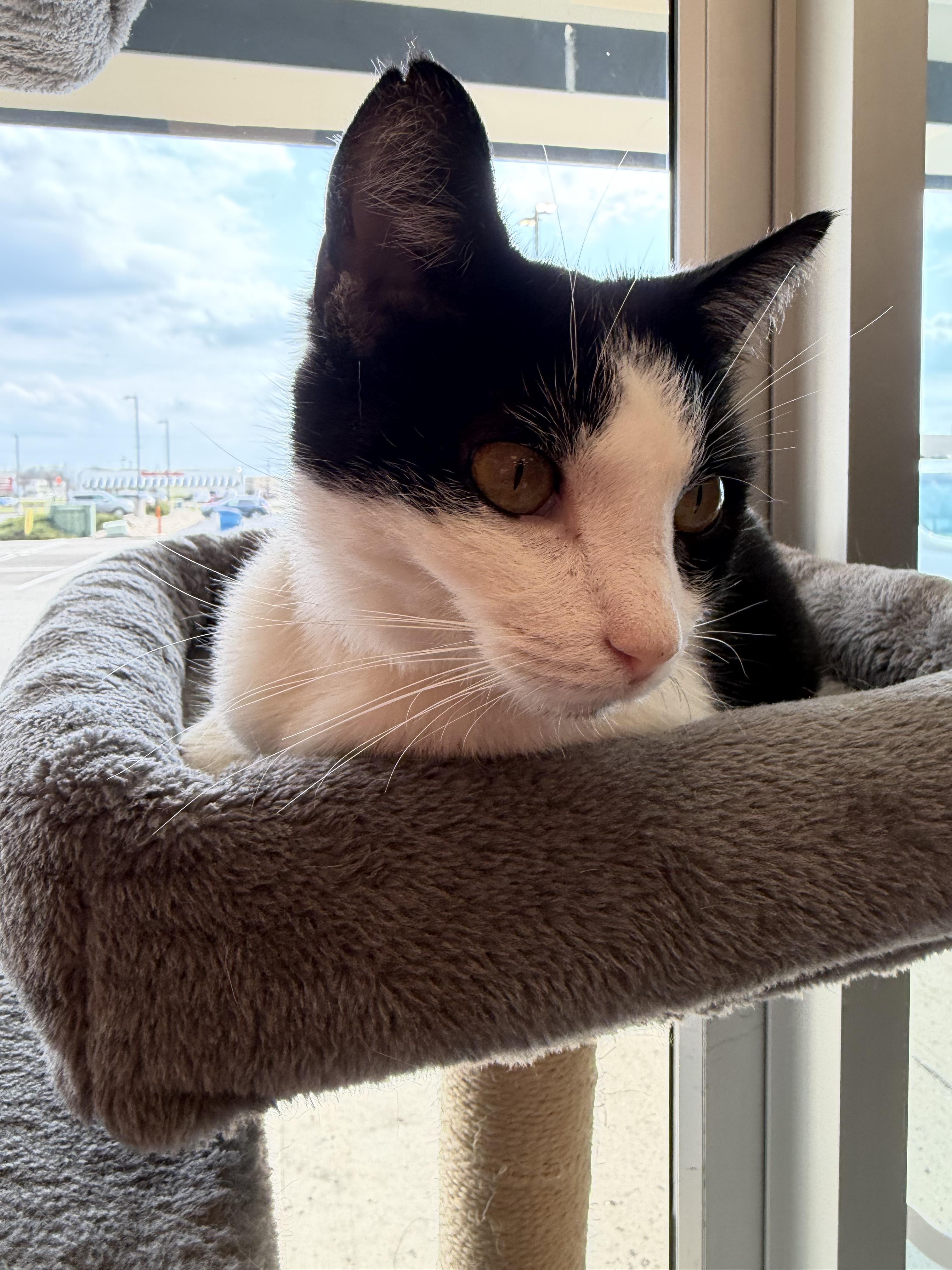 Enlarge Crockpot, a ADOPTABLE Domestic Short Hair in Muncie, IN image 3/5