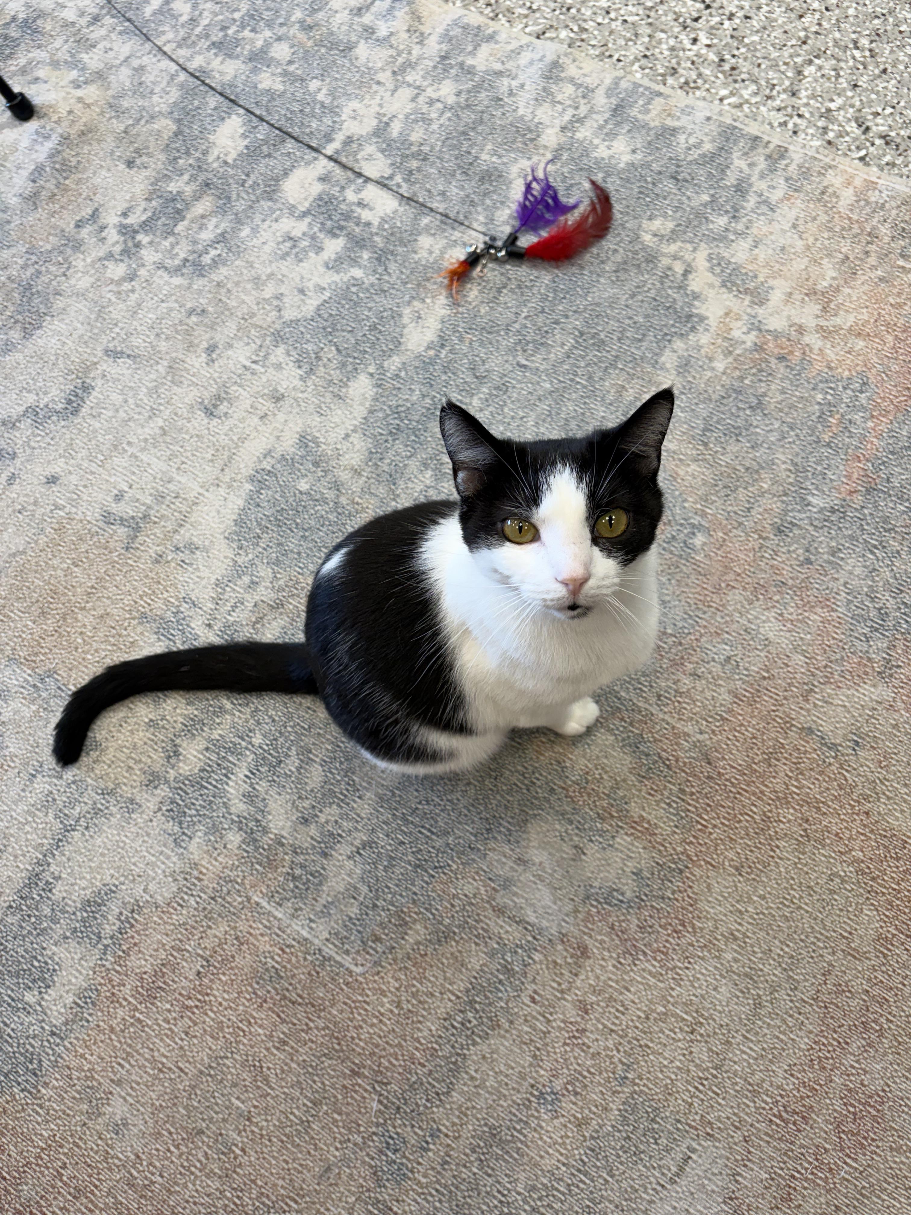 Enlarge Crockpot, a ADOPTABLE Domestic Short Hair in Muncie, IN image 4/5