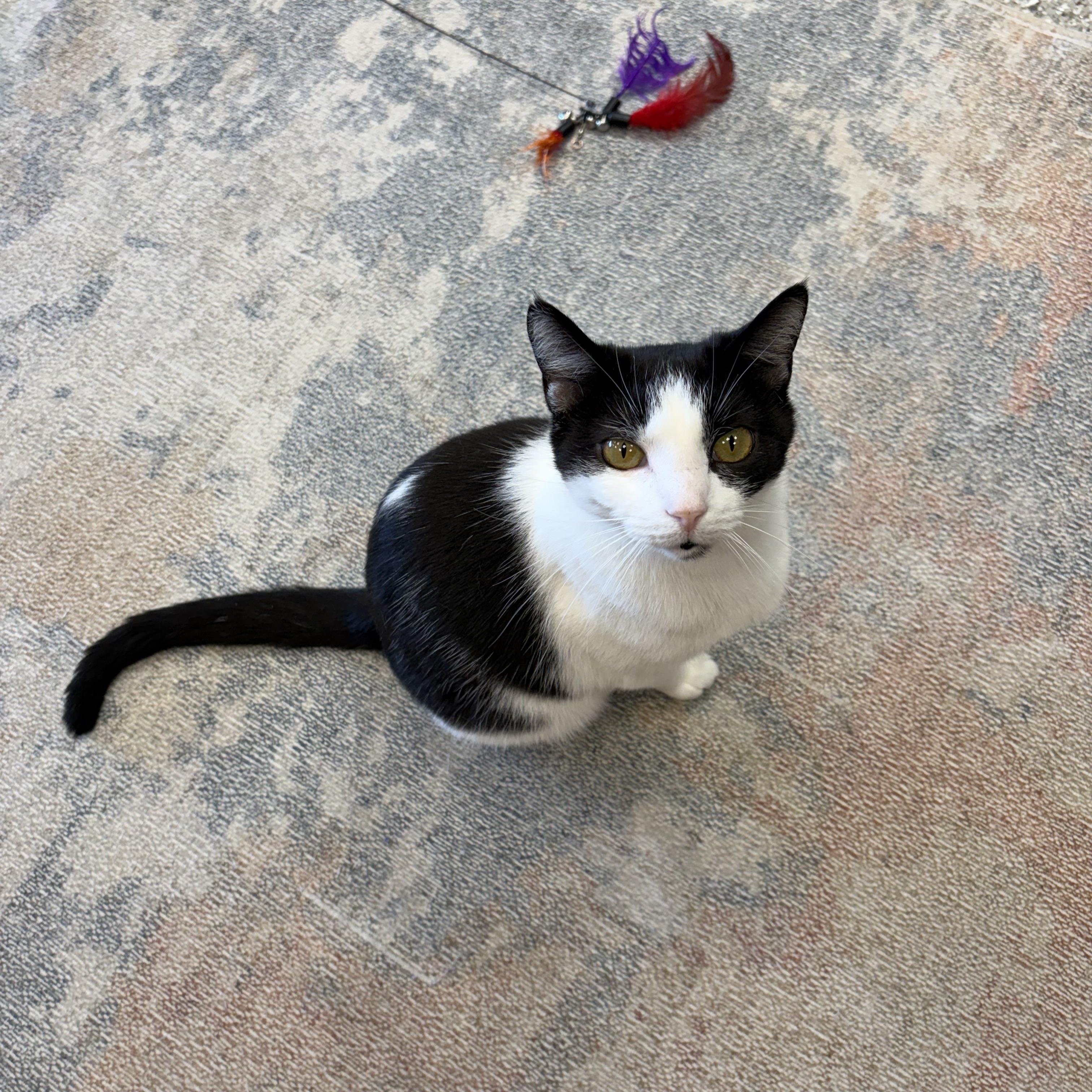 Crockpot, a ADOPTABLE Domestic Short Hair in Muncie, IN image 3/4