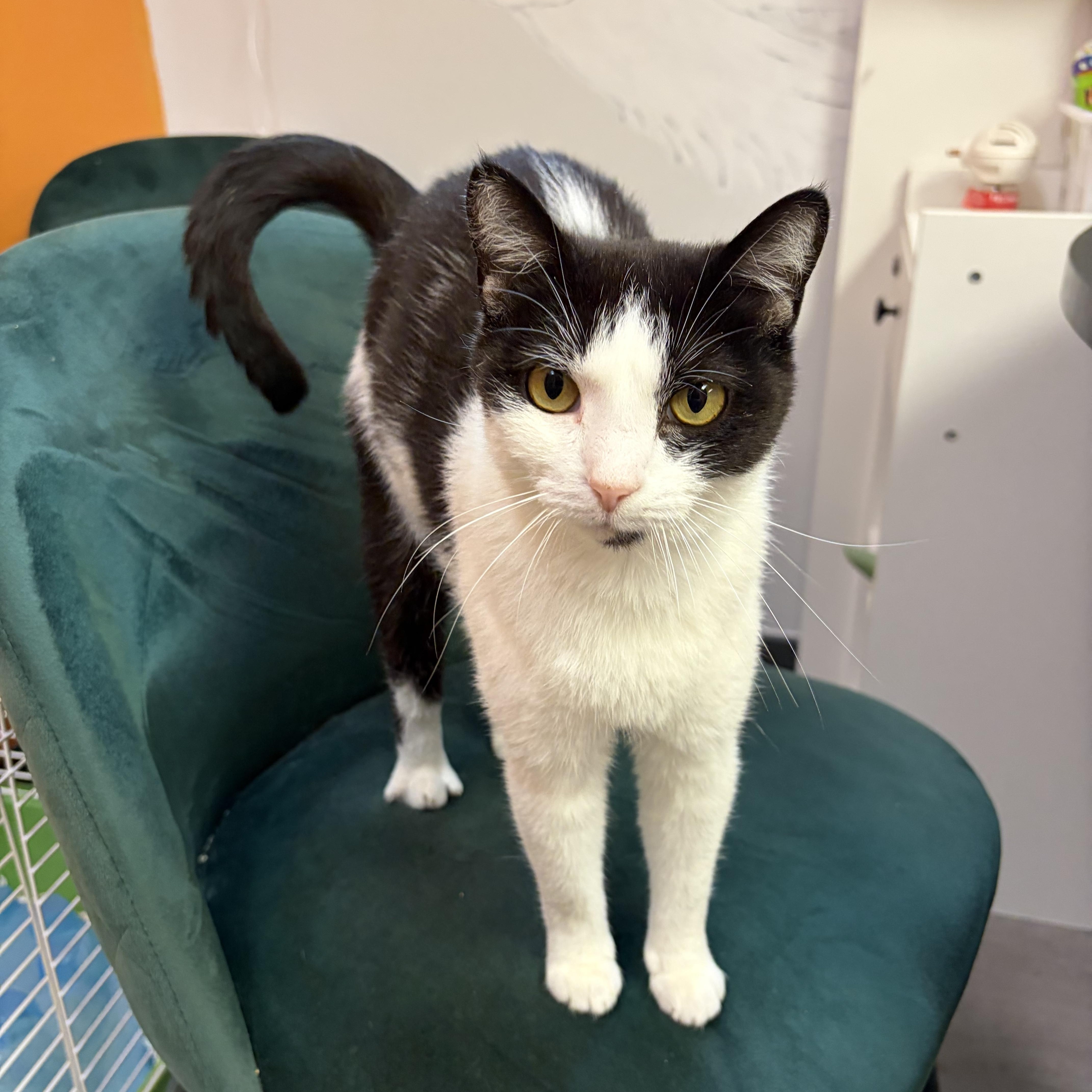 Crockpot, ADOPTABLE, Adult Female Domestic Short Hair.