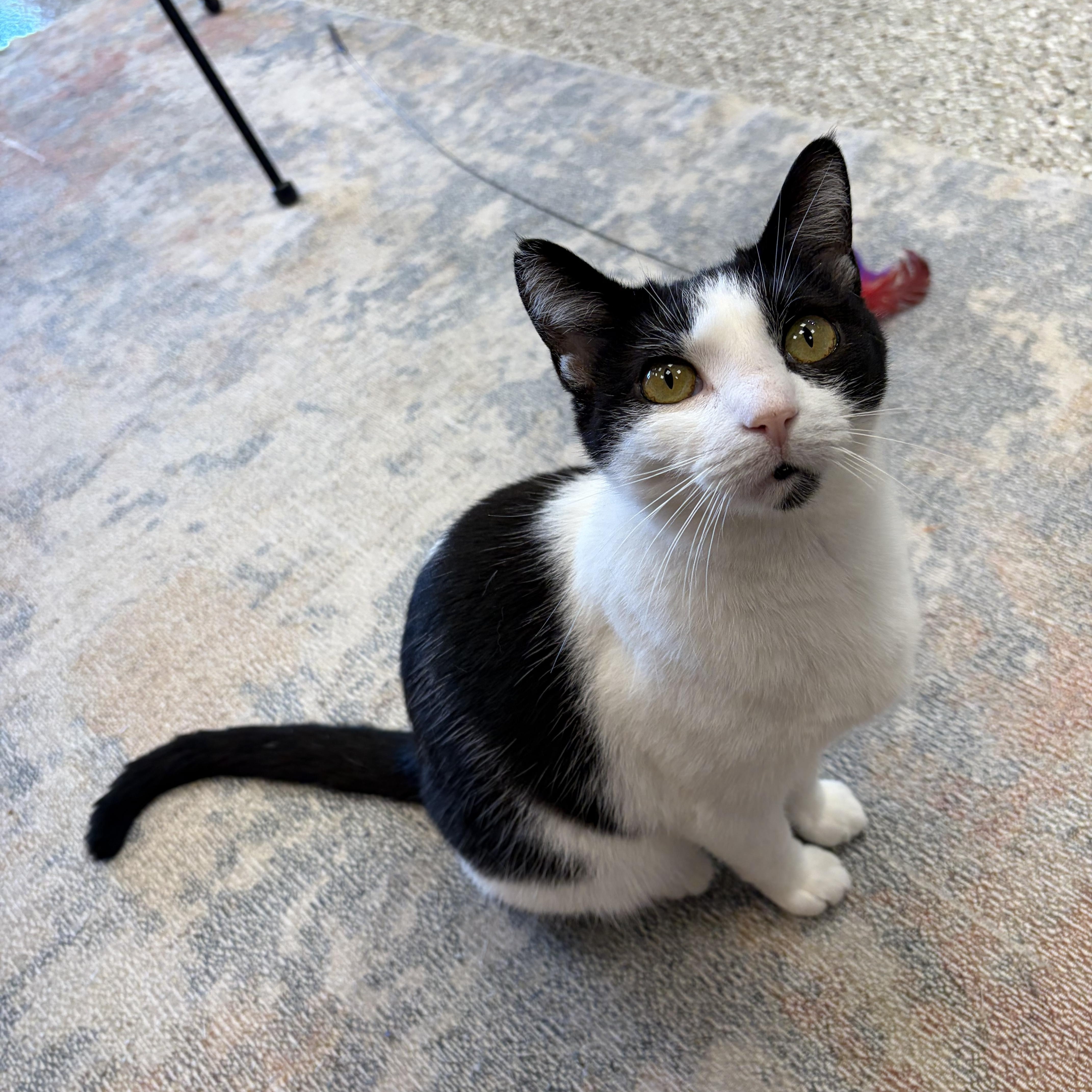 Crockpot, ADOPTABLE, Adult Female Domestic Short Hair.