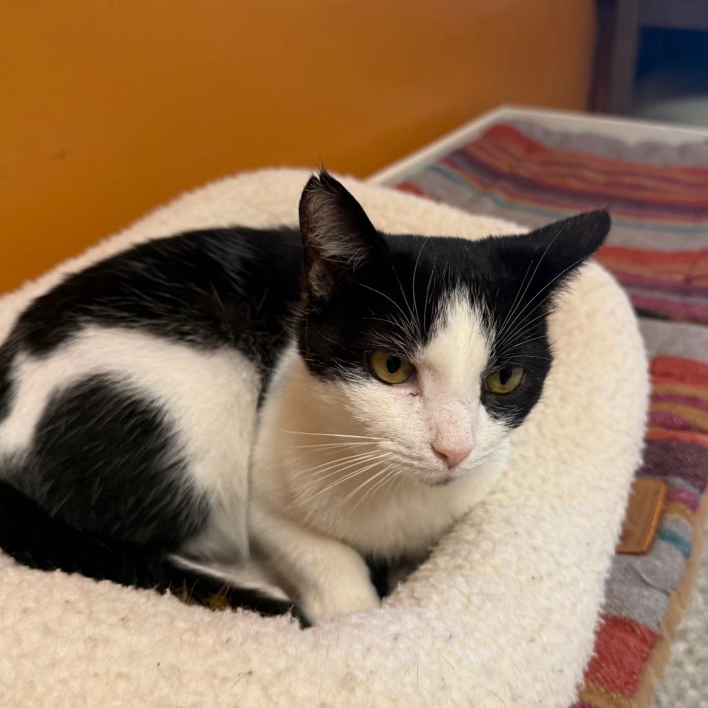 Enlarge Crockpot, a ADOPTABLE Domestic Short Hair in Muncie, IN image 5/5