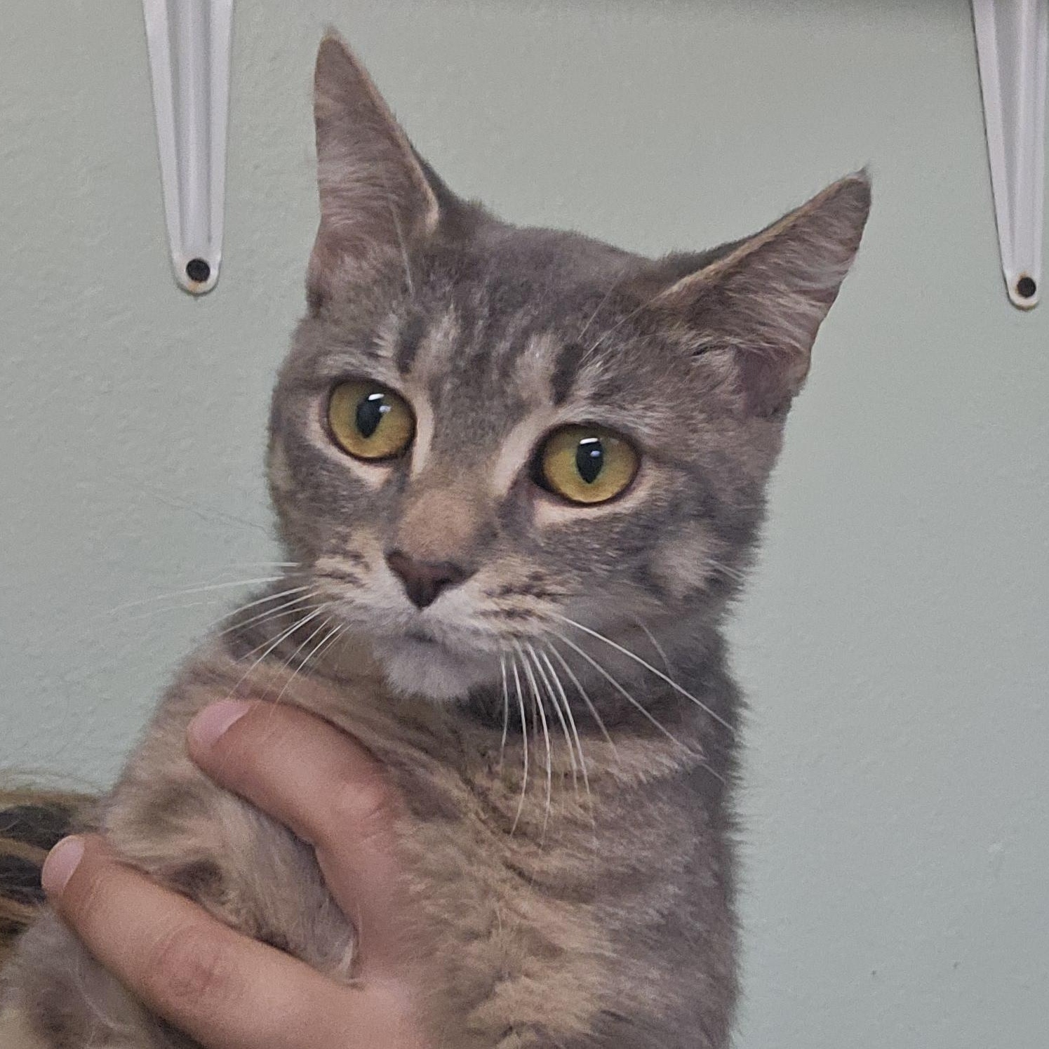 Enlarge Kanga (& Roo), a Adoptable Domestic Short Hair in The Dalles, OR image 2/4