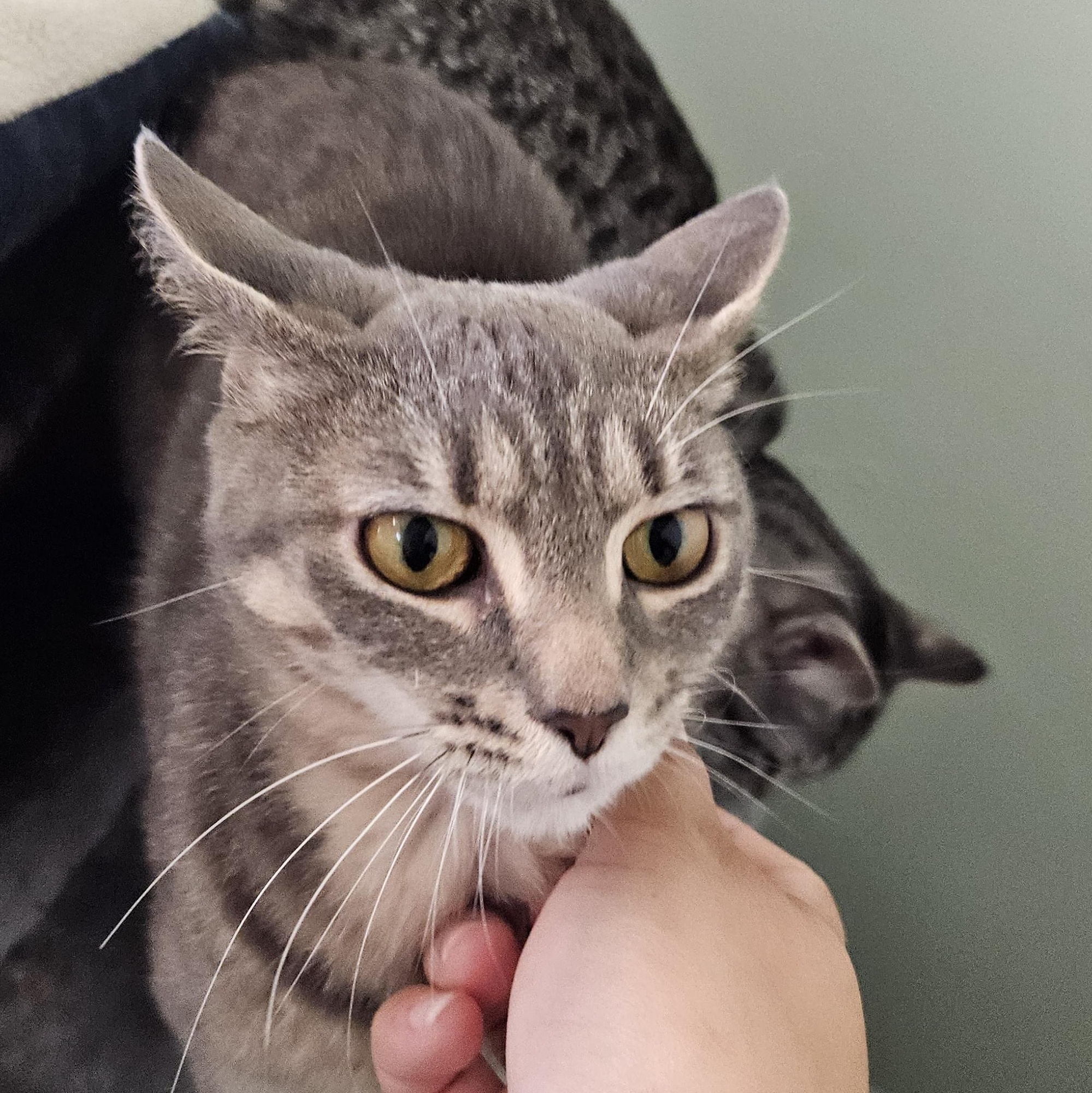 Enlarge Kanga (& Roo), a Adoptable Domestic Short Hair in The Dalles, OR image 3/4