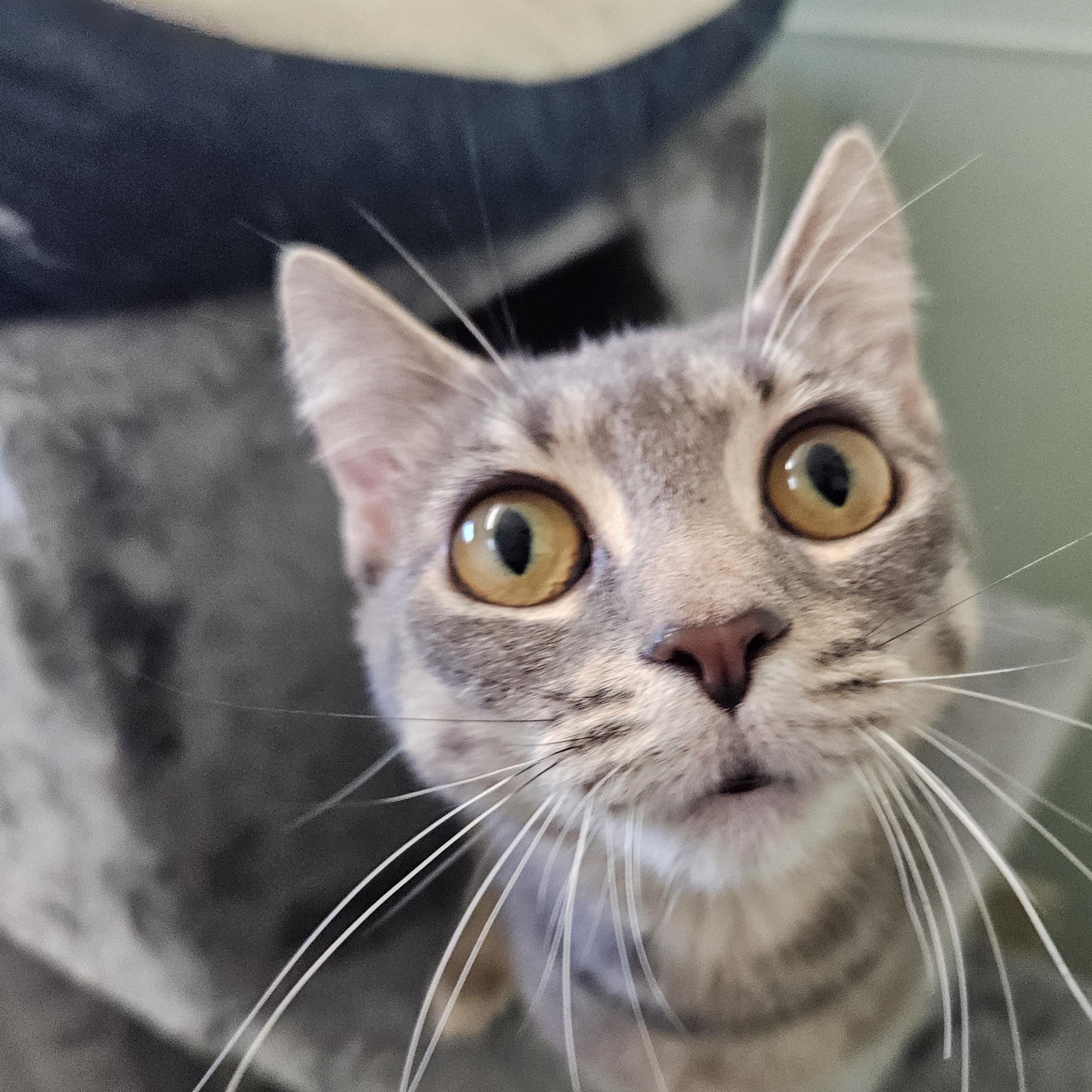 Kanga (& Roo), Adoptable, Adult Female Domestic Short Hair.