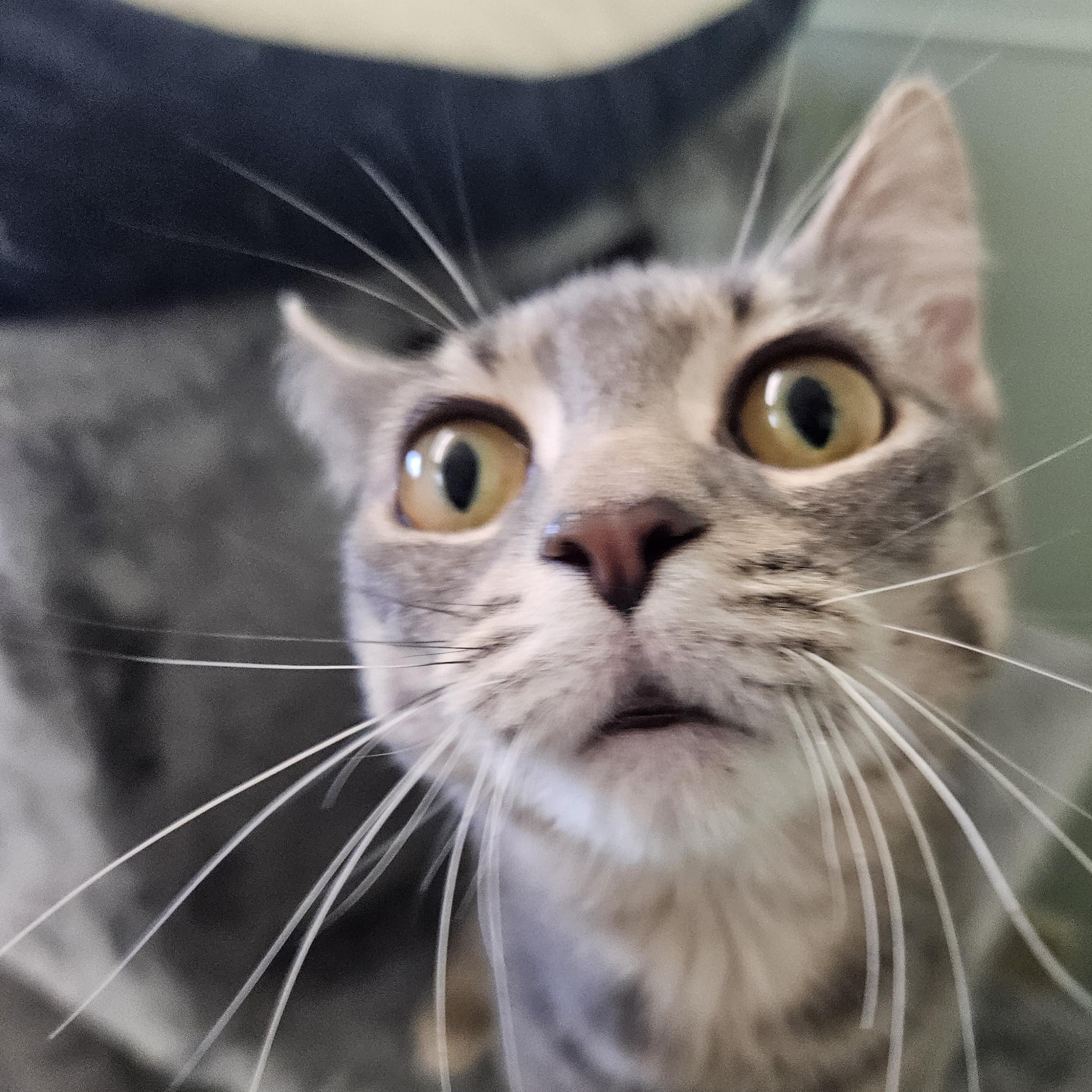 Enlarge Kanga (& Roo), a Adoptable Domestic Short Hair in The Dalles, OR image 4/4
