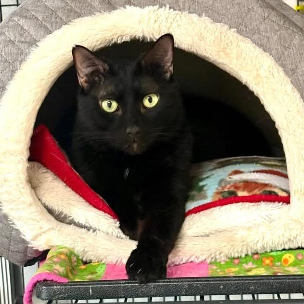 Maddie, Adoptable, Senior Female Domestic Short Hair.