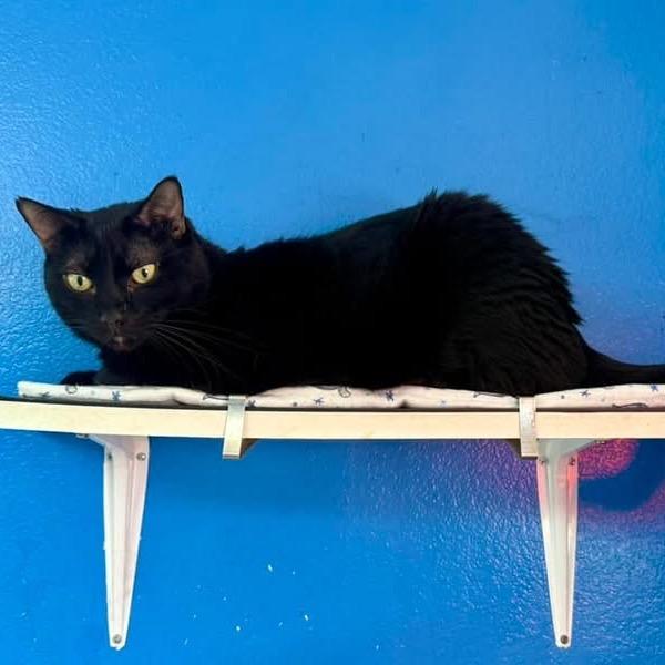 Maddie, a Adoptable Domestic Short Hair in Sarasota, FL image 2/5