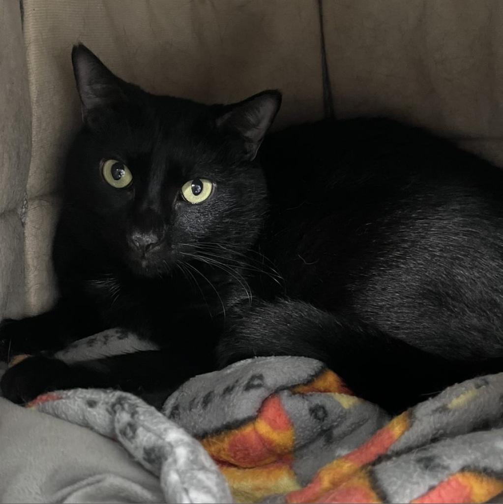 Enlarge Maddie, a Adoptable Domestic Short Hair in Sarasota, FL image 1/6