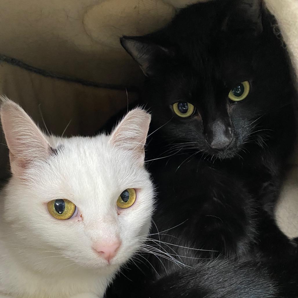 Enlarge Maddie, a Adoptable Domestic Short Hair in Sarasota, FL image 4/6