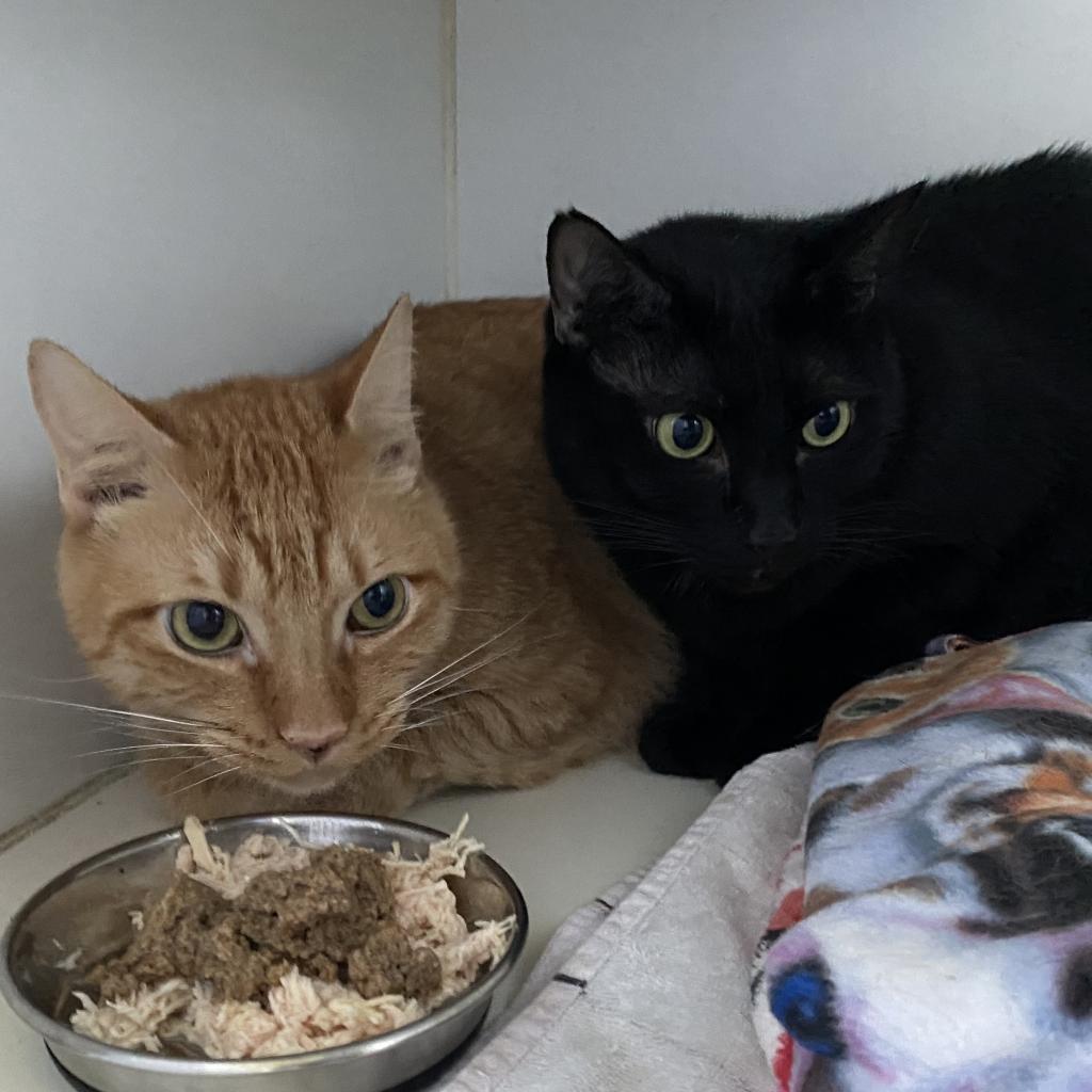 Enlarge Maddie, a Adoptable Domestic Short Hair in Sarasota, FL image 6/6